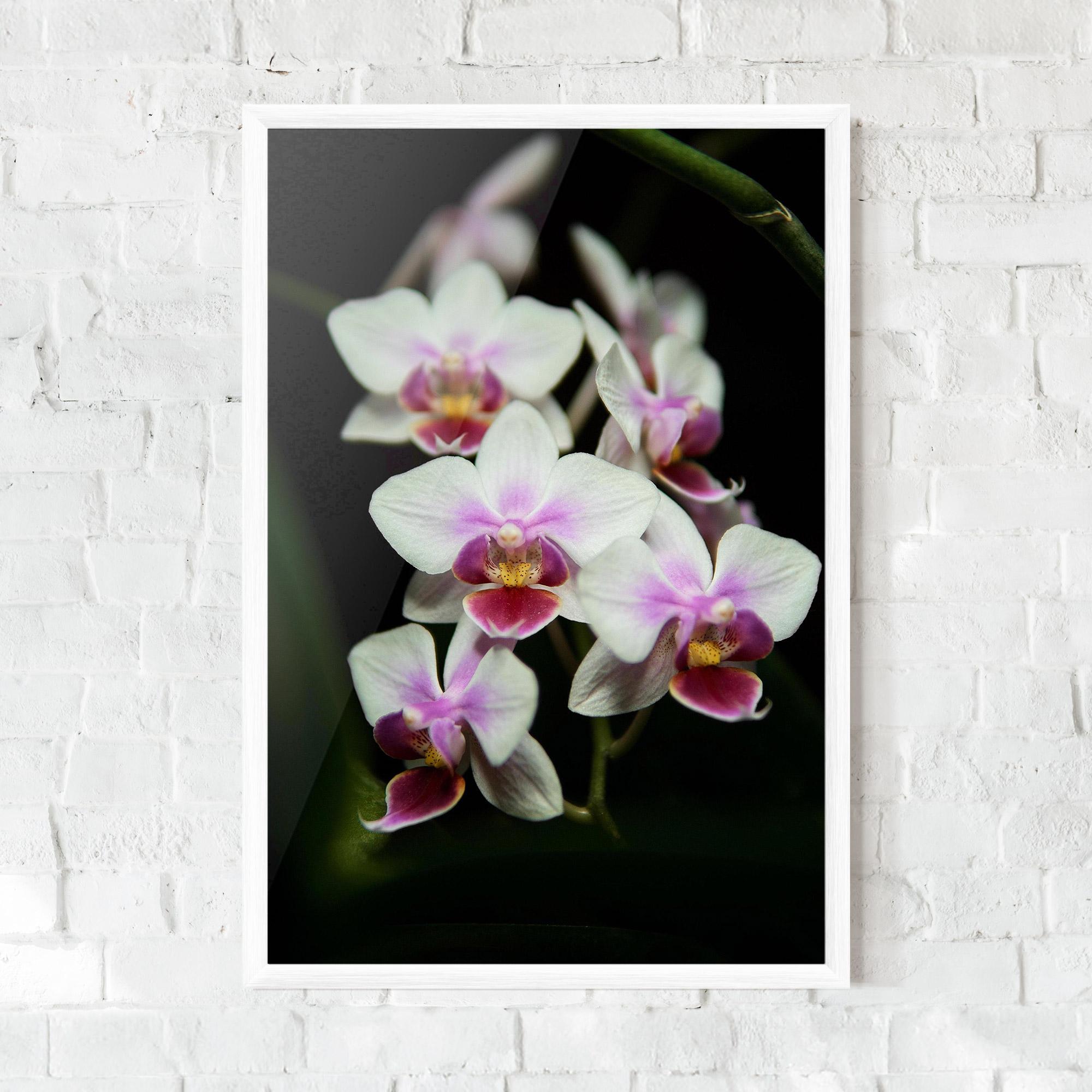Poster Înrămat Wild White Purple Orchid mockup 0