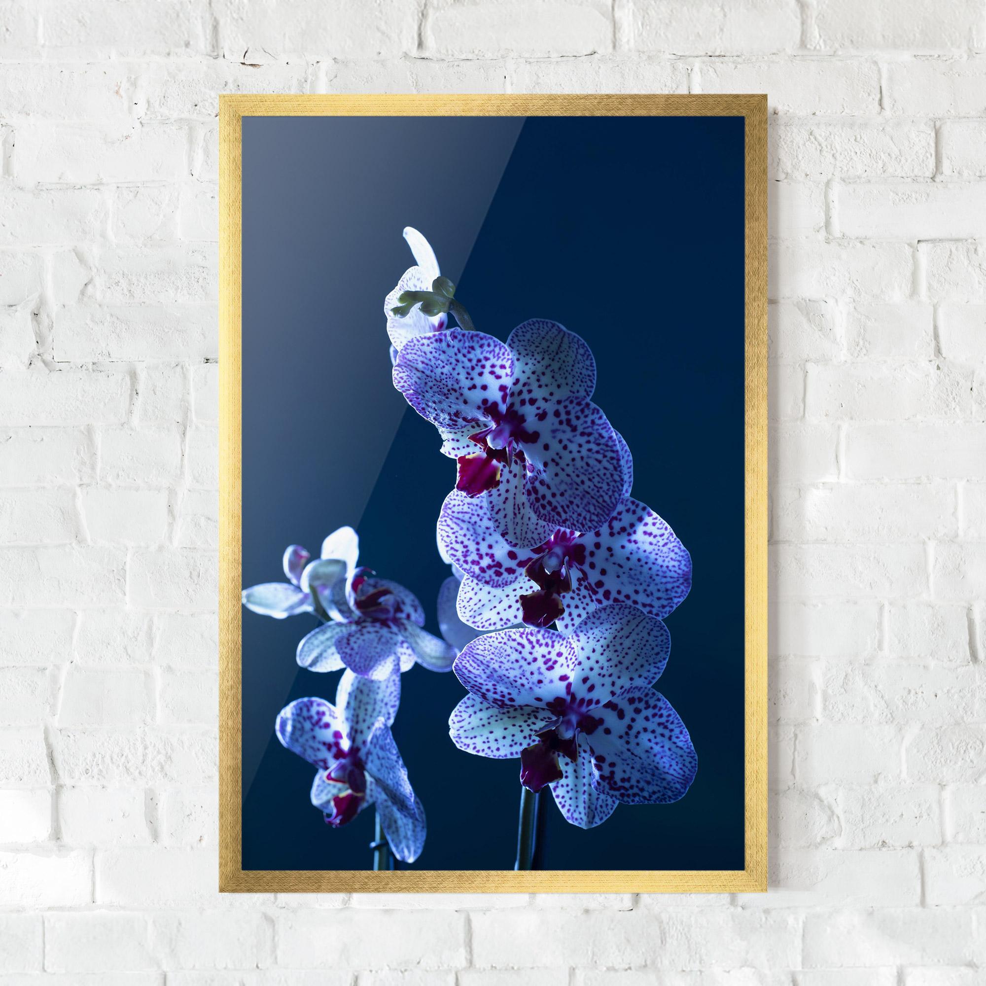 Poster Înrămat Blue Light Orchid mockup 0