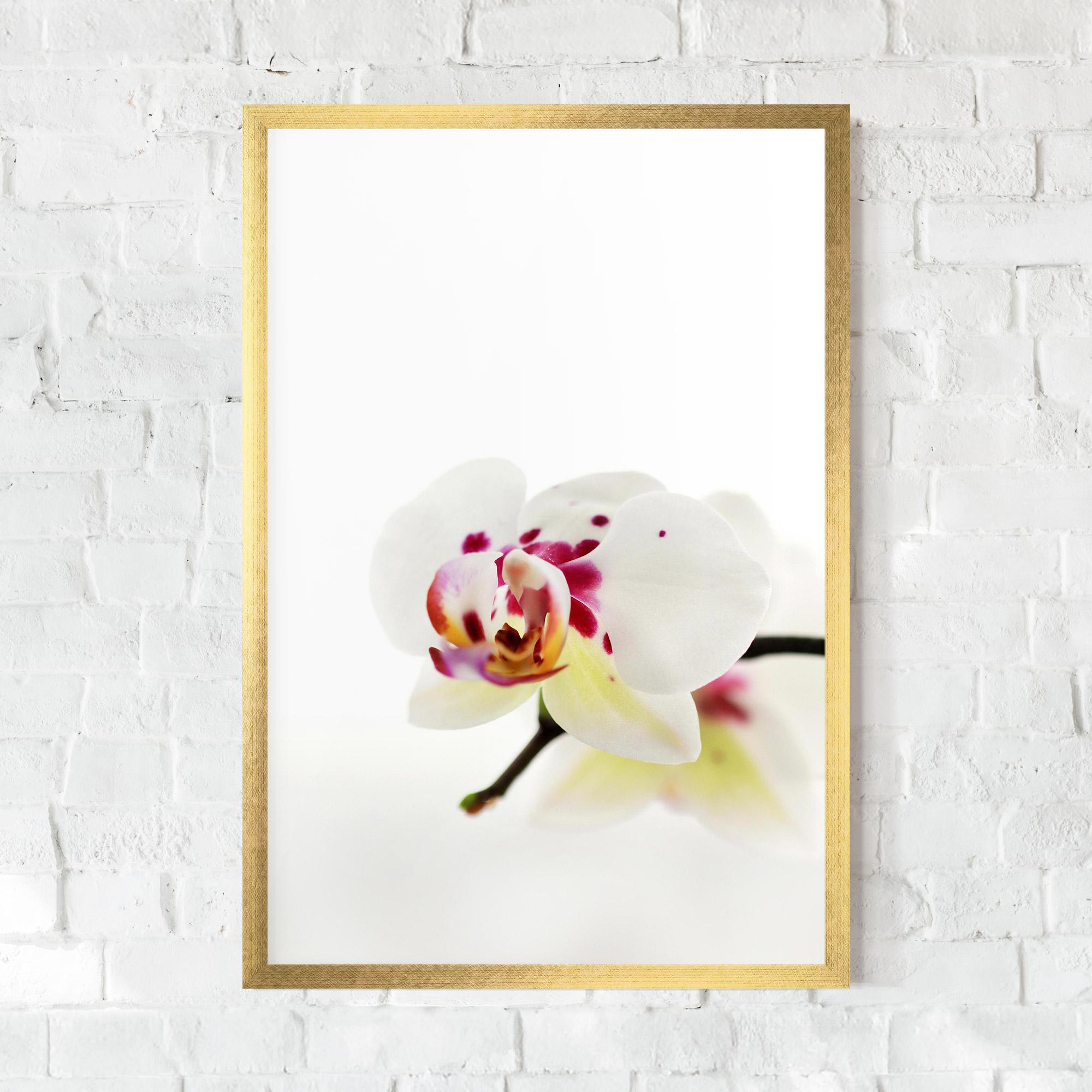 Poster Înrămat Clean White Orchid mockup 0