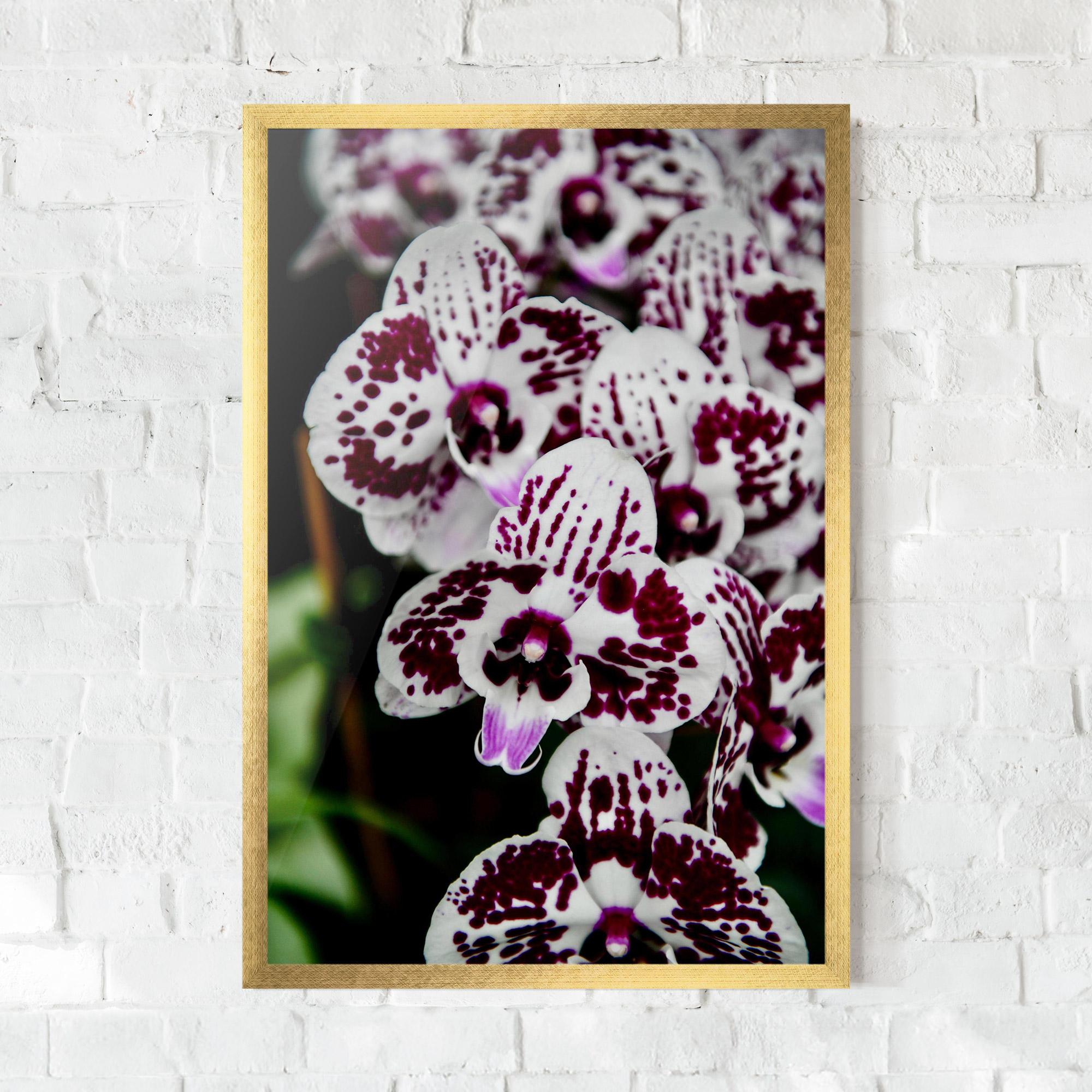 Poster Înrămat Dark Purple Orchids mockup 0