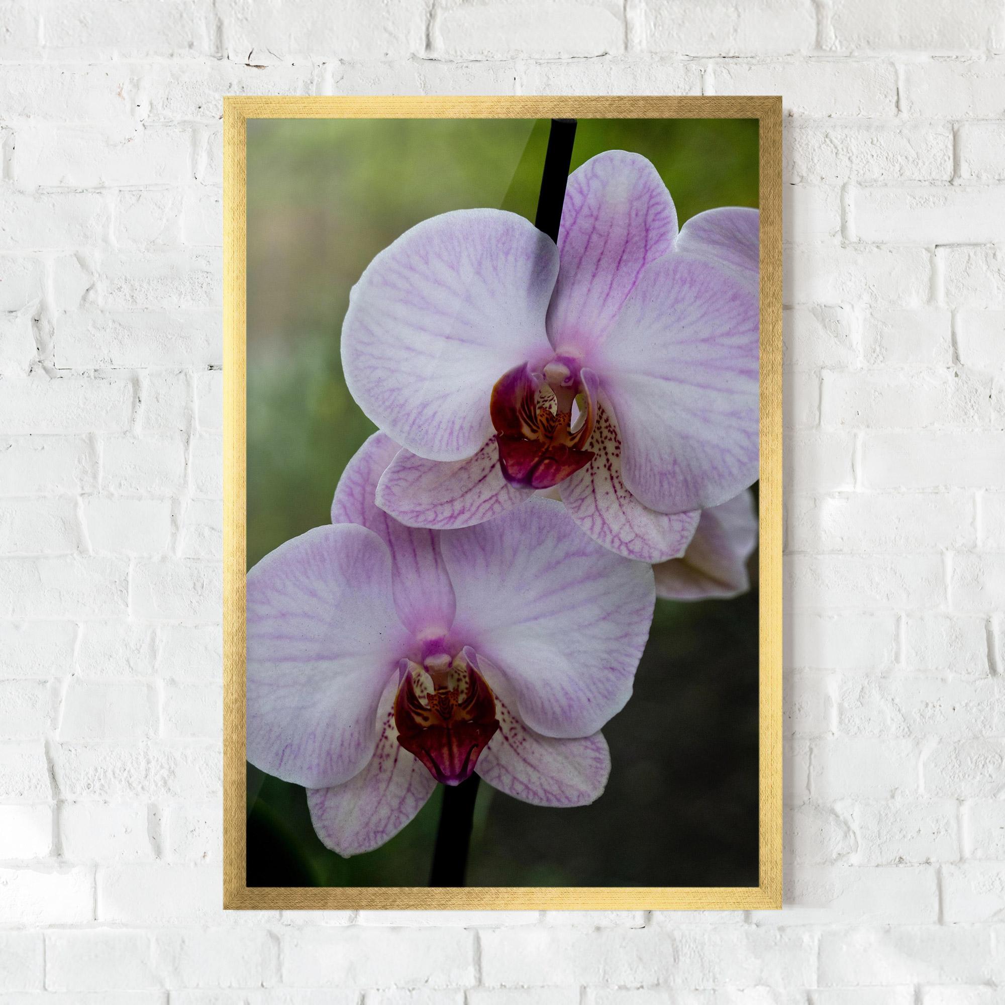 Poster Înrămat Garden Light Purple Orchid mockup 0