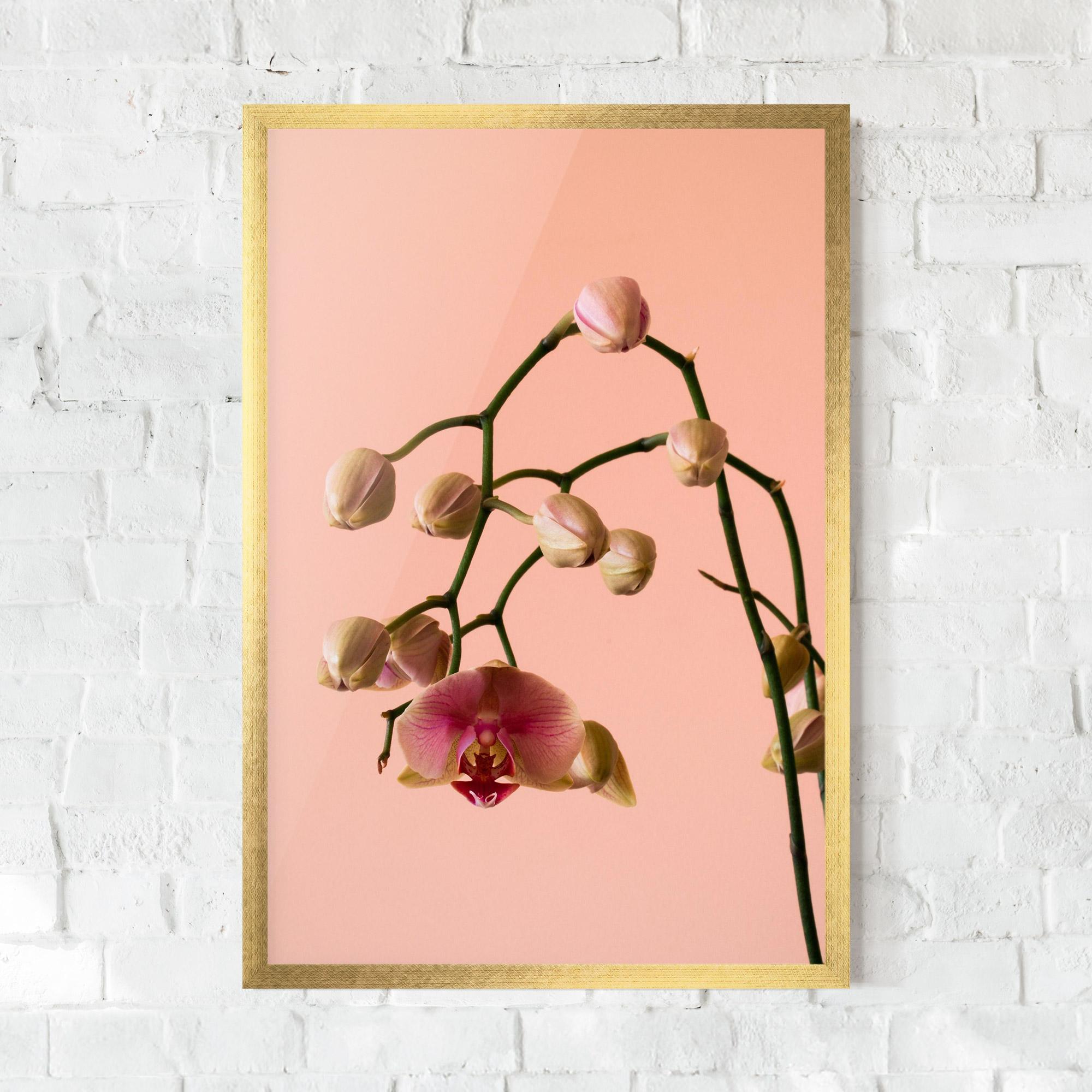 Poster Înrămat Orchids On Pink mockup 0
