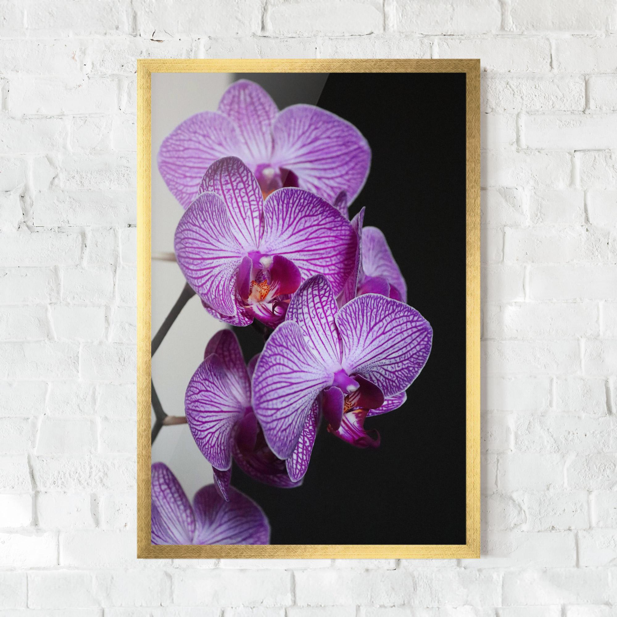 Poster Înrămat Purple Orchid On Black mockup 0