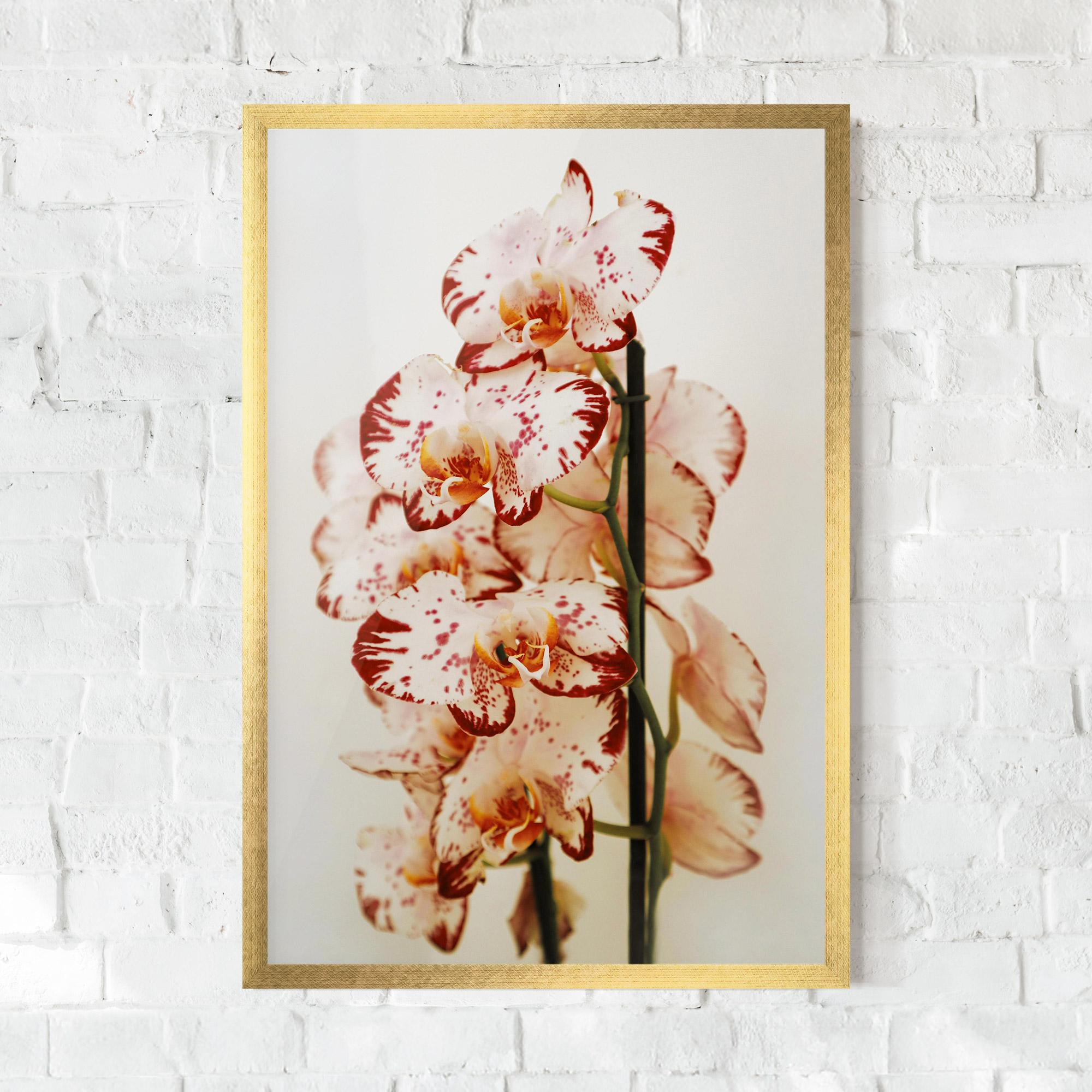 Poster Înrămat Red White Orchids mockup 0