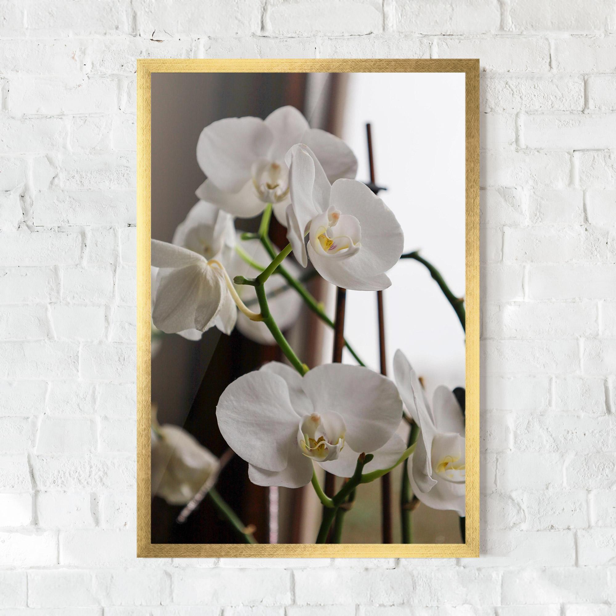 Poster Înrămat White Orchid Growing mockup 0