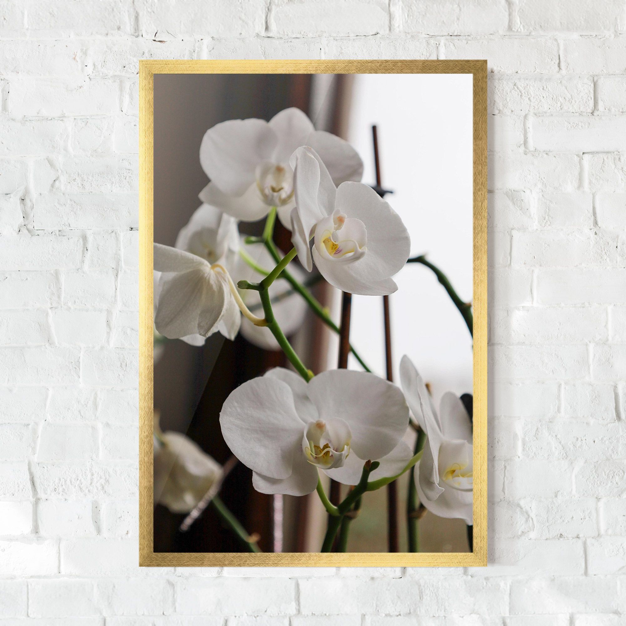 White Orchid Growing mockup 0