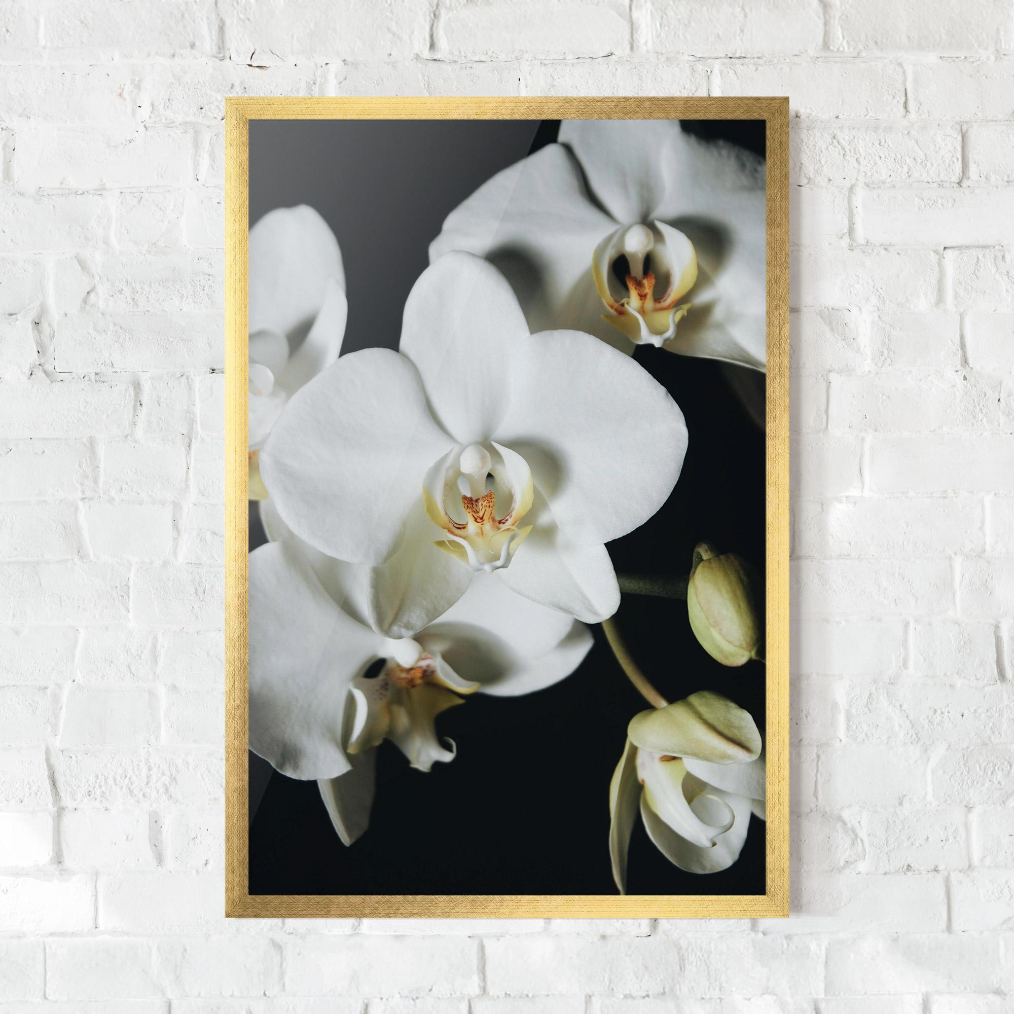 Poster Înrămat White Orchid On Black mockup 0