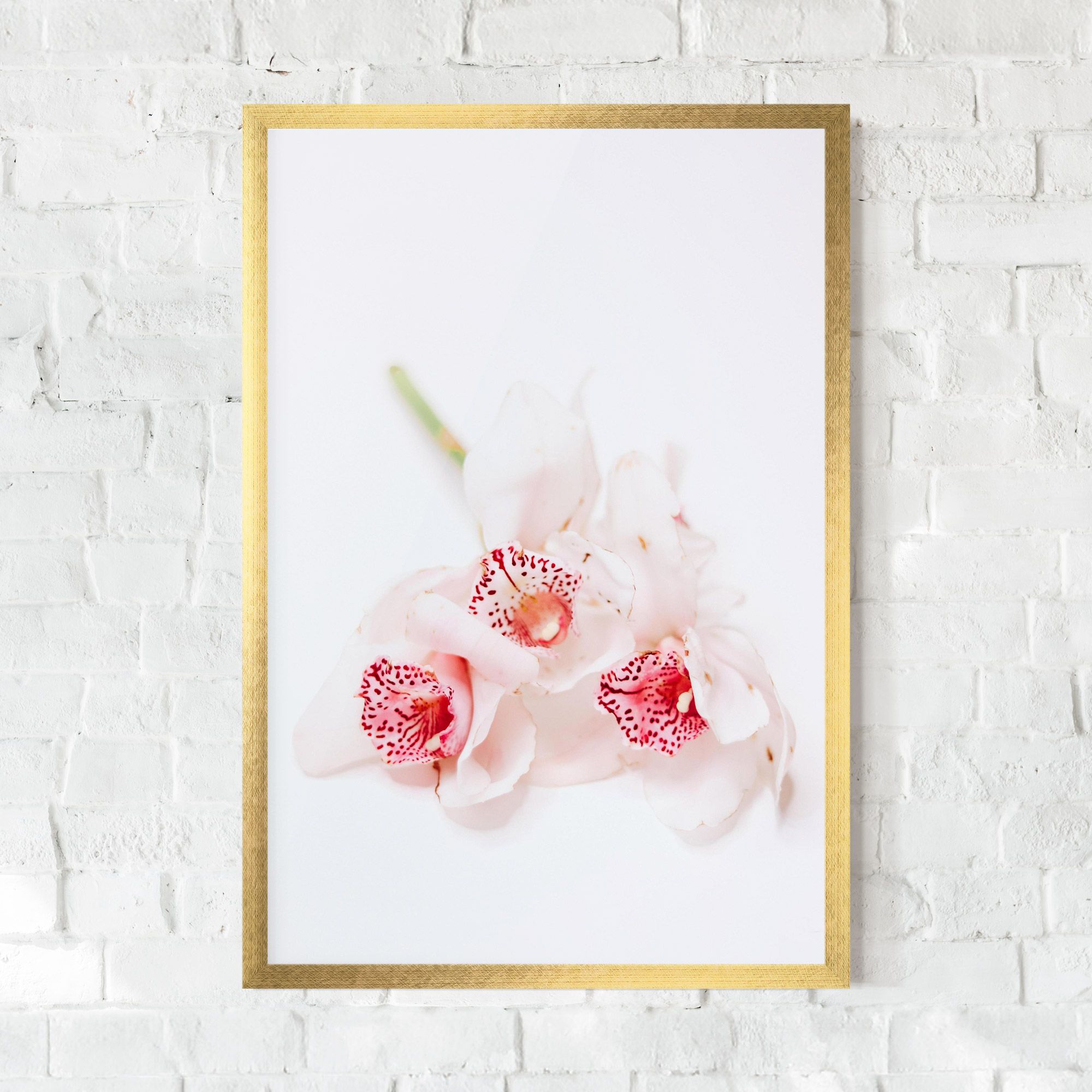 White Orchid With Pink mockup 0