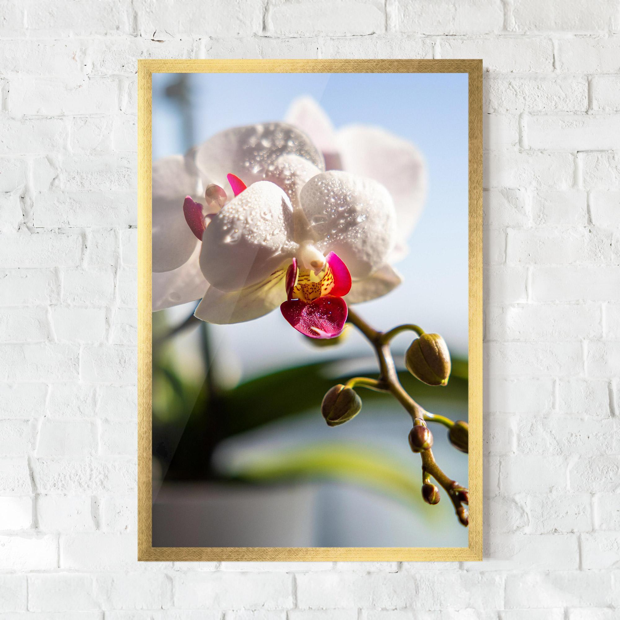 Poster Înrămat White Orchid With Water mockup 0