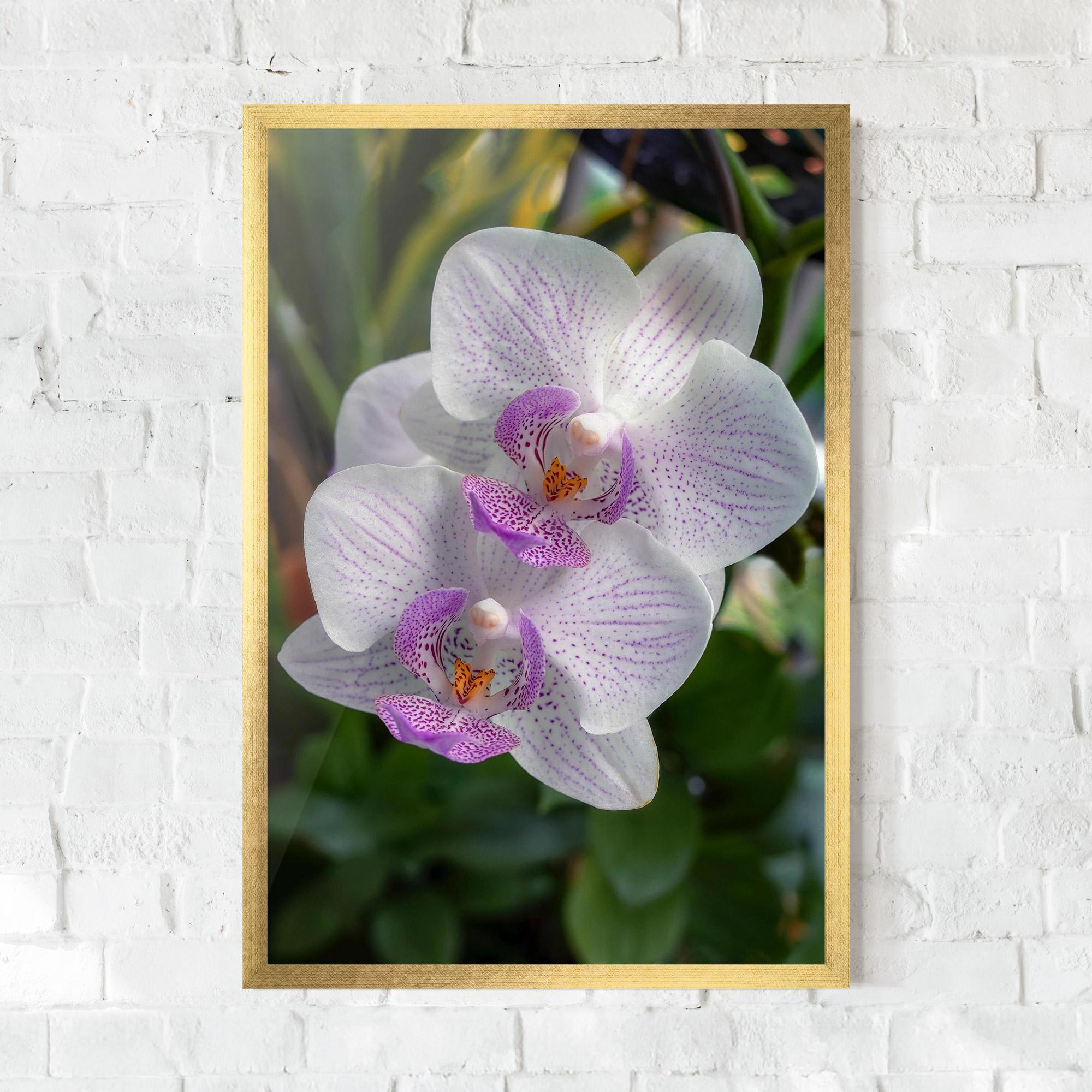 Poster Înrămat White Orchids mockup 0