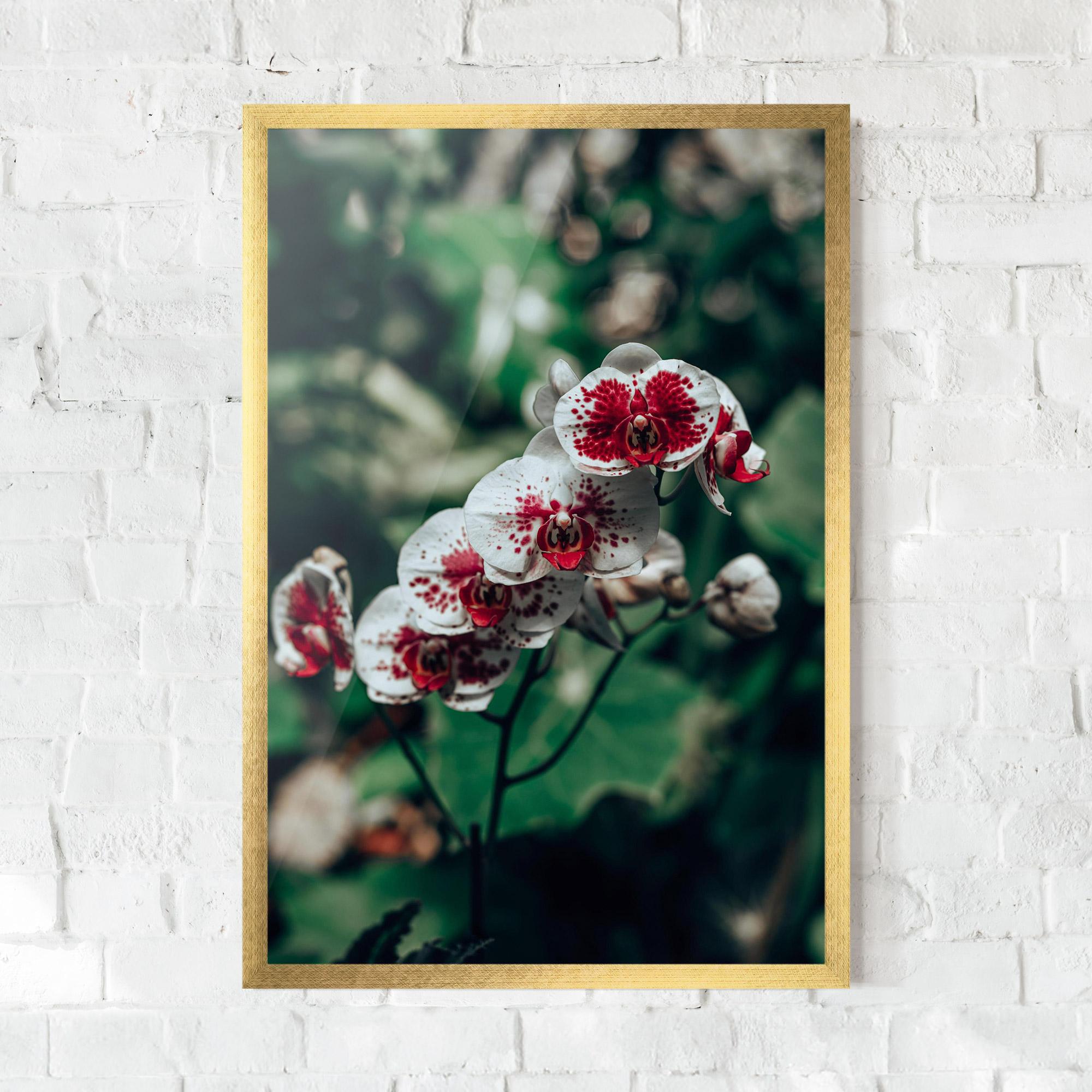 Poster Înrămat White Red Orchid mockup 0