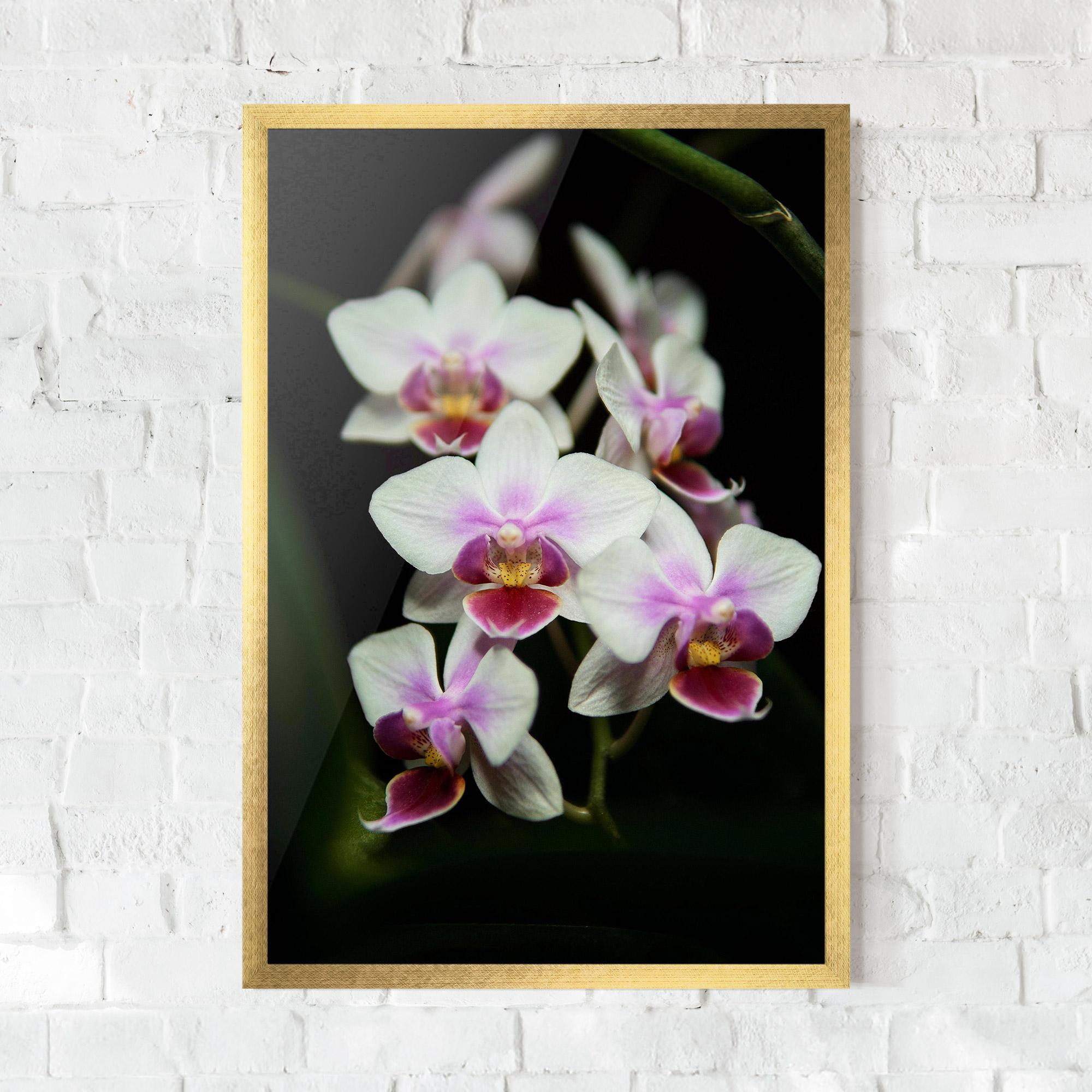 Poster Înrămat Wild White Purple Orchid mockup 0