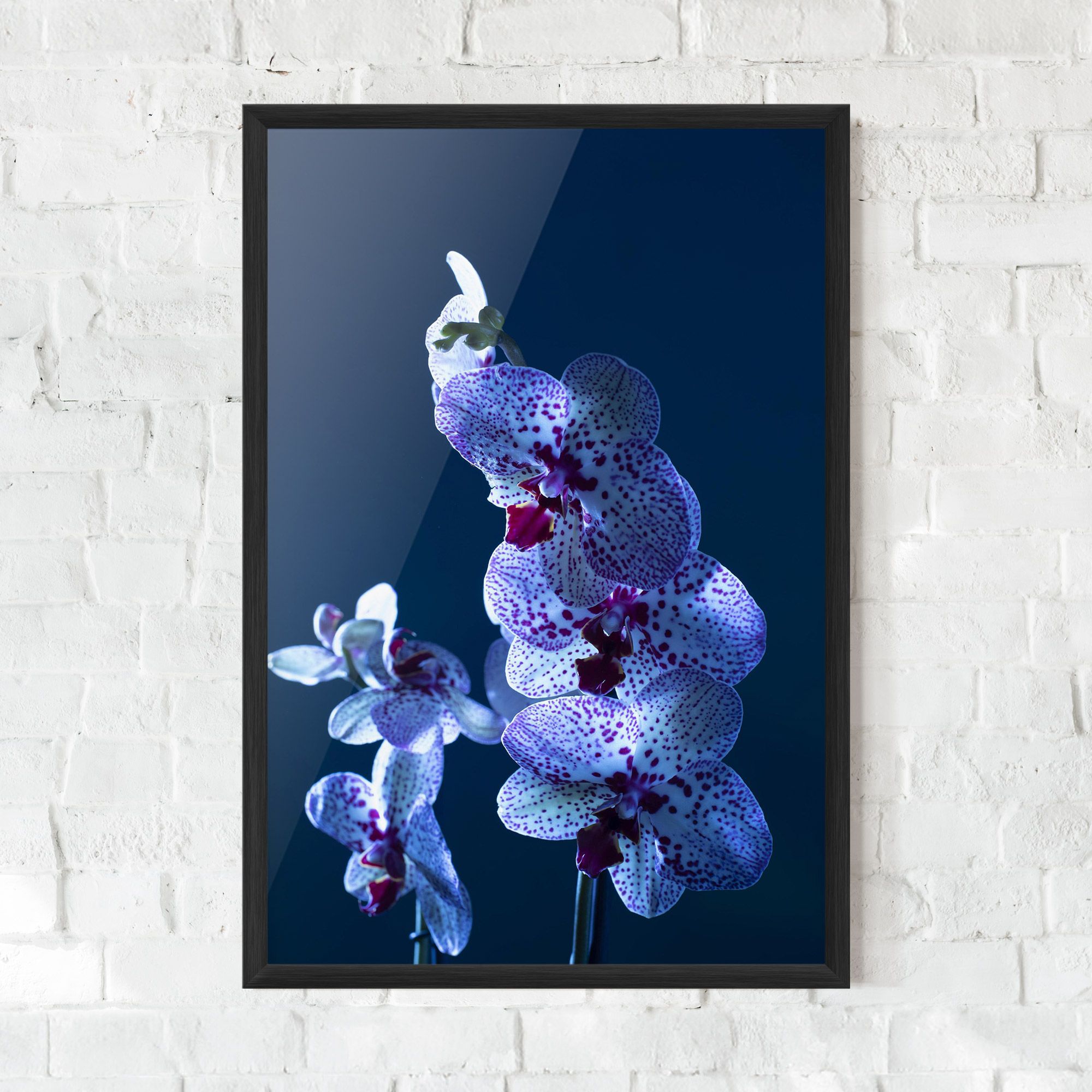Blue Light Orchid mockup 0