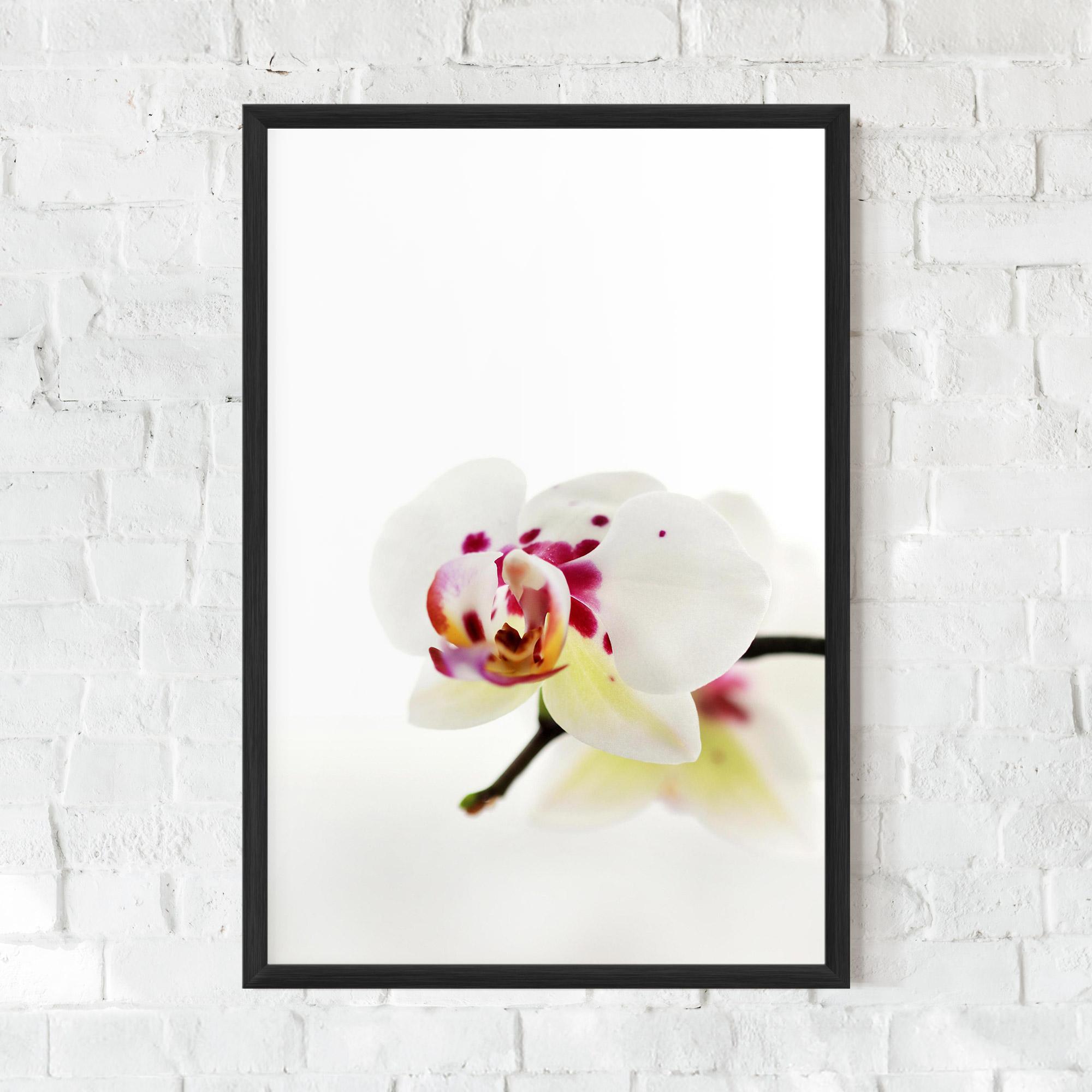 Poster Înrămat Clean White Orchid mockup 0