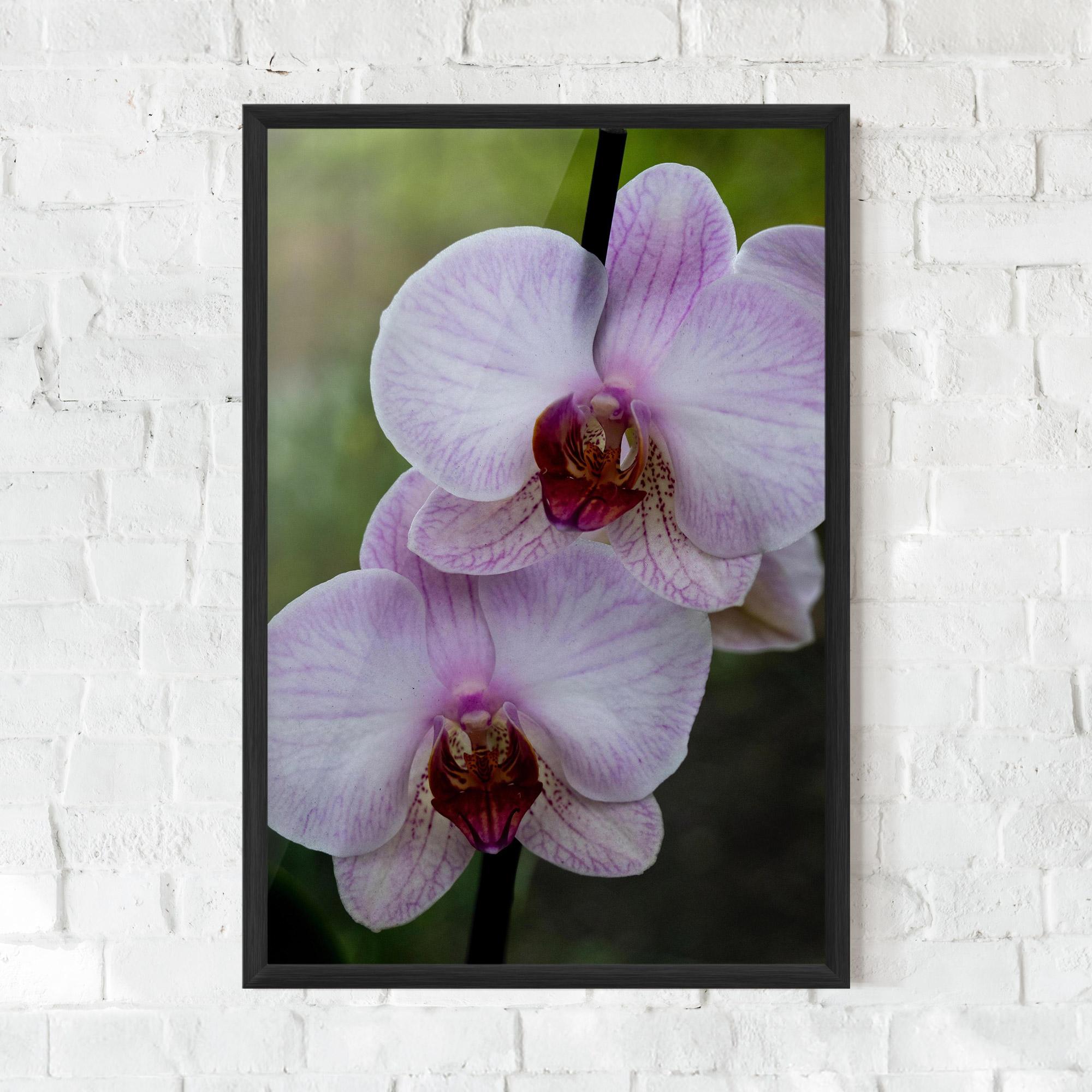 Poster Înrămat Garden Light Purple Orchid mockup 0