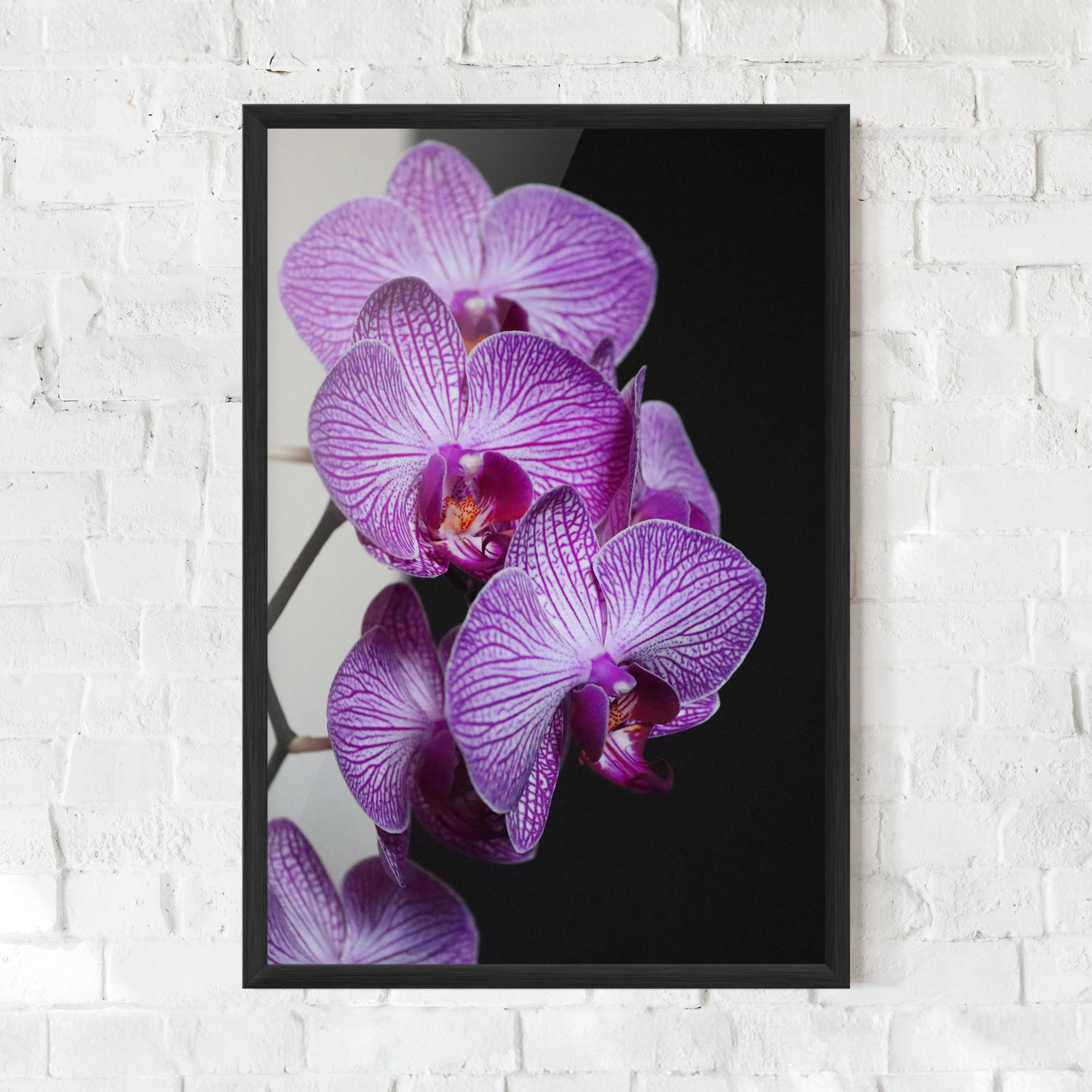 Poster Înrămat Purple Orchid On Black mockup 0