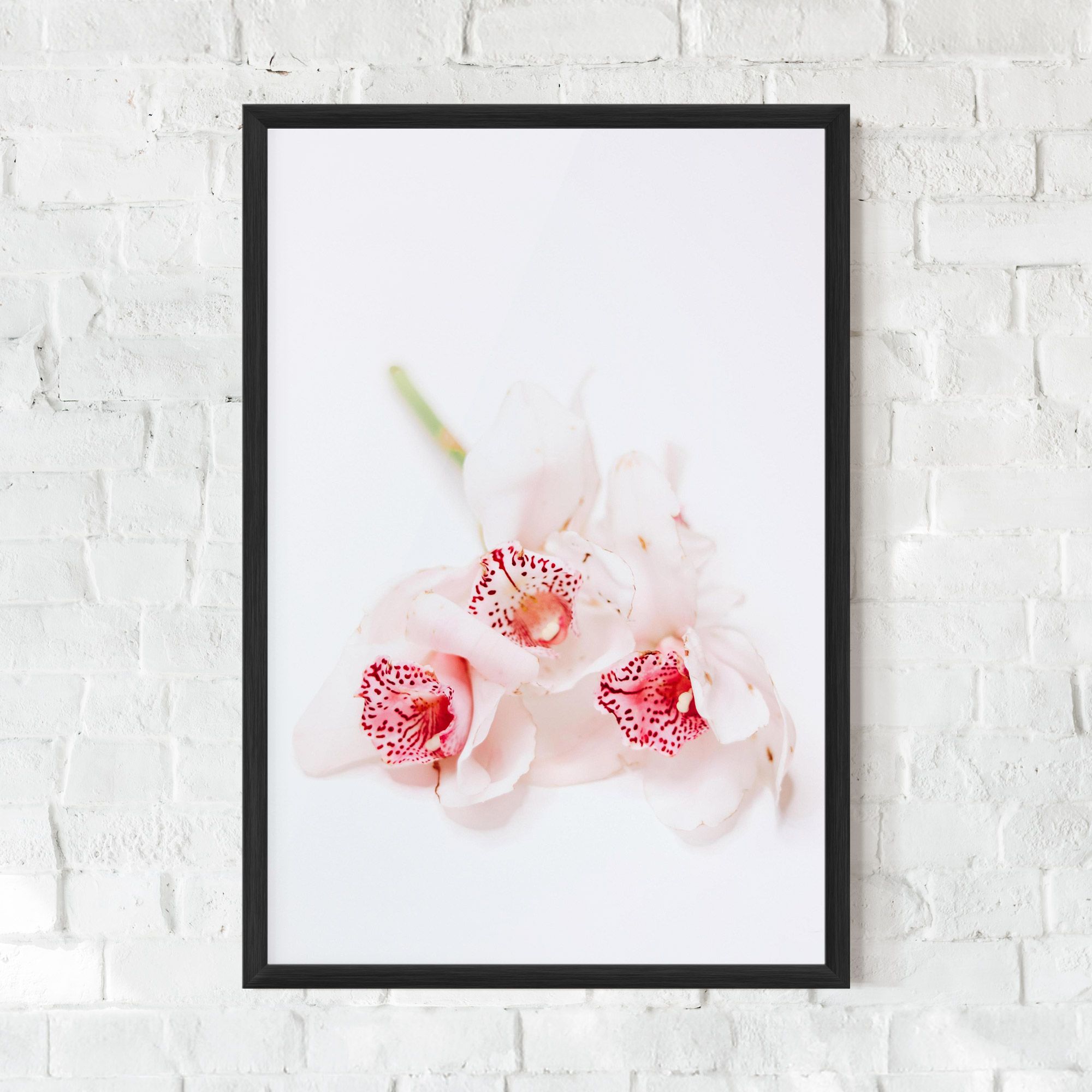 White Orchid With Pink mockup 0