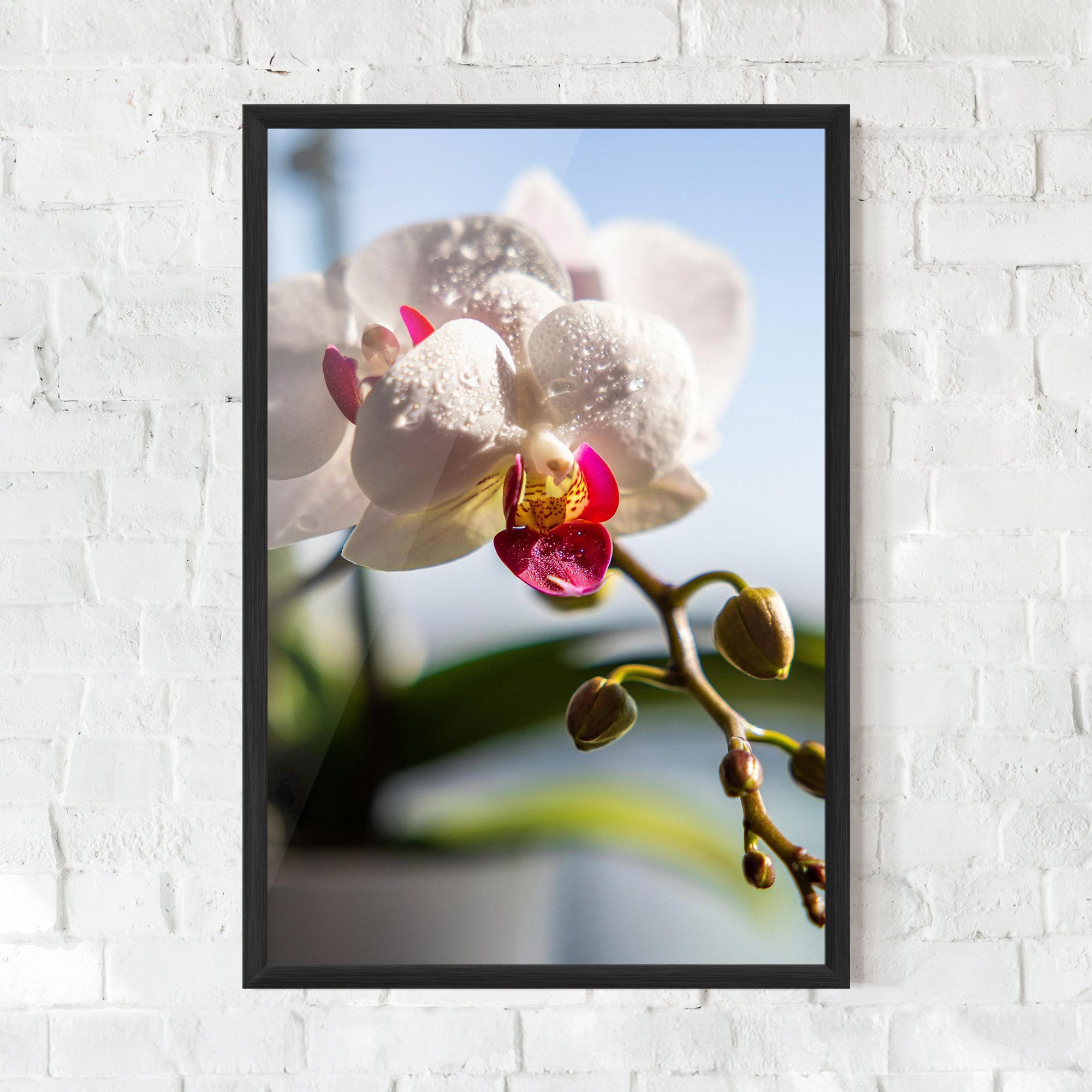 White Orchid With Water mockup 0