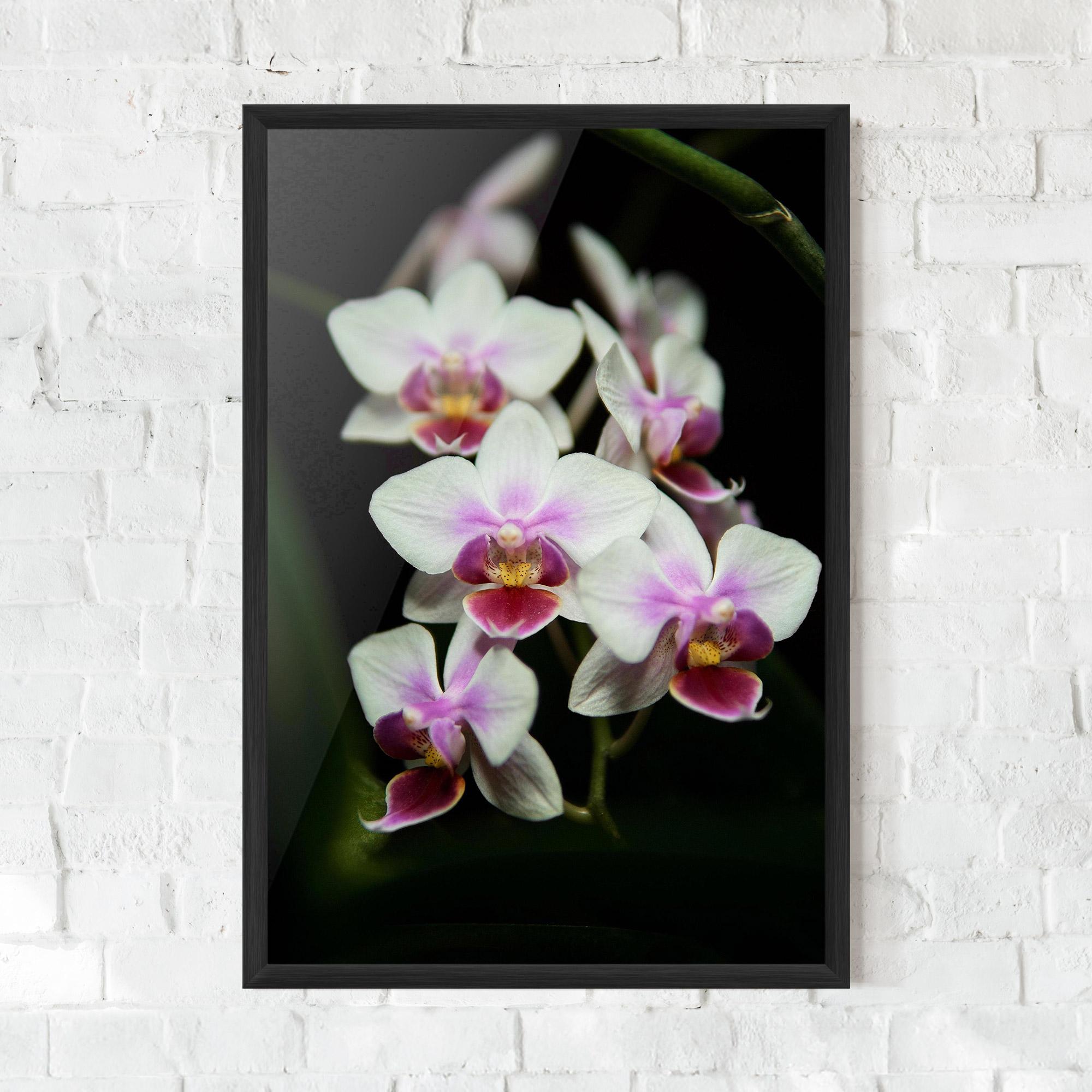 Poster Înrămat Wild White Purple Orchid mockup 0