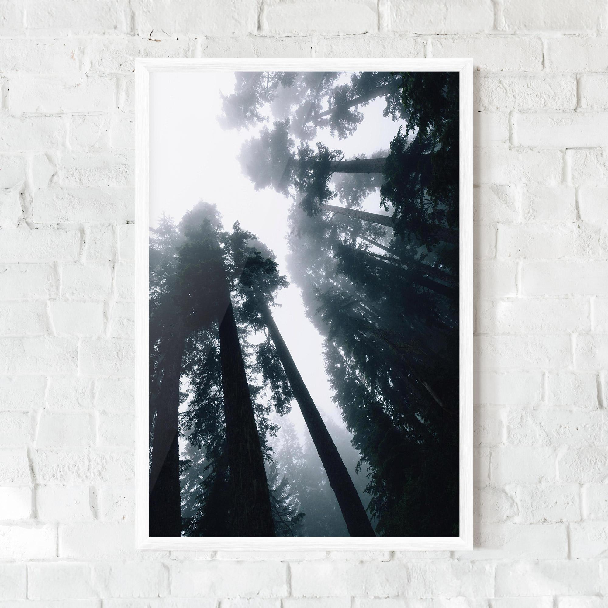 Poster Înrămat Foggy Big Trees mockup 0