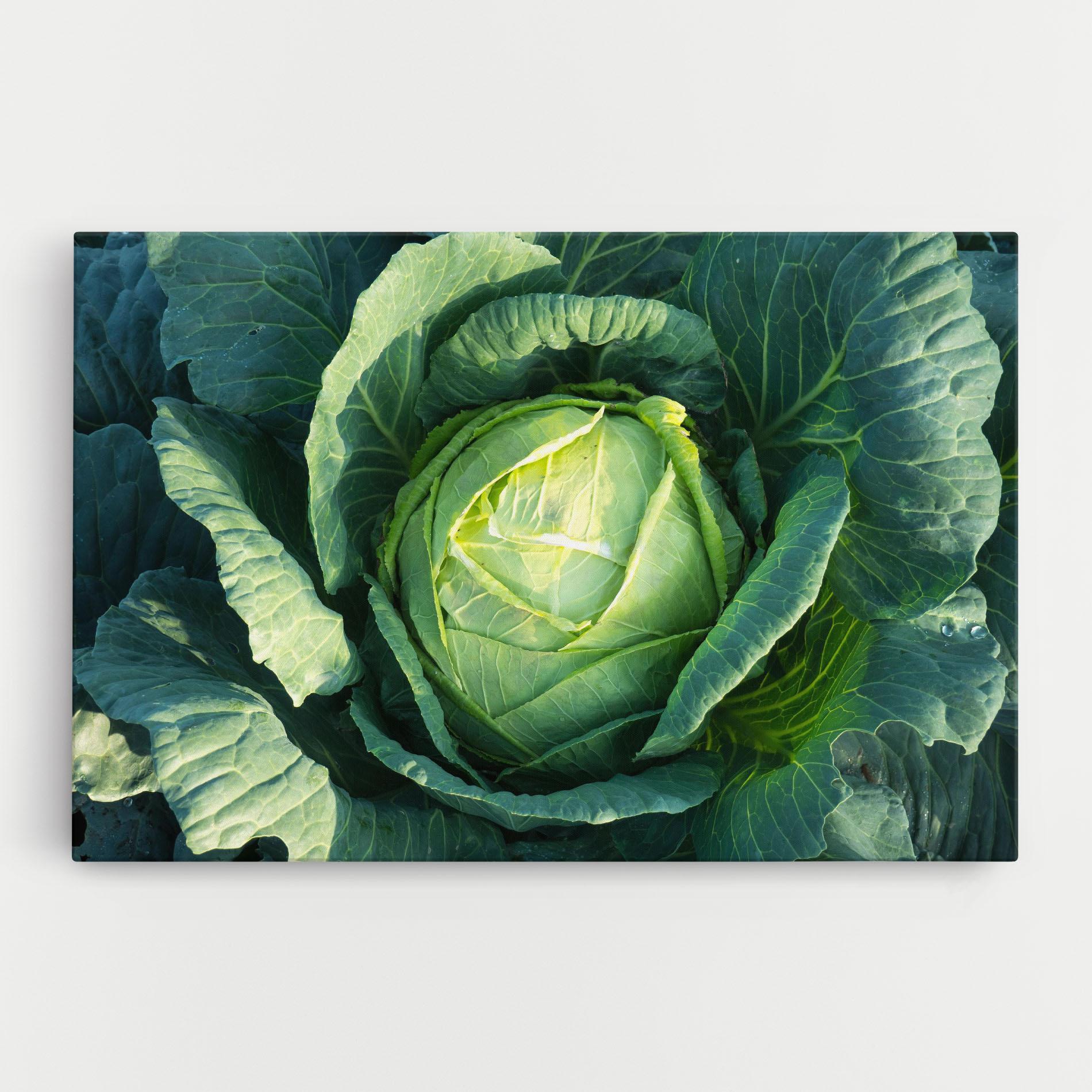 Tablou Canvas Green Lettuce mockup 0