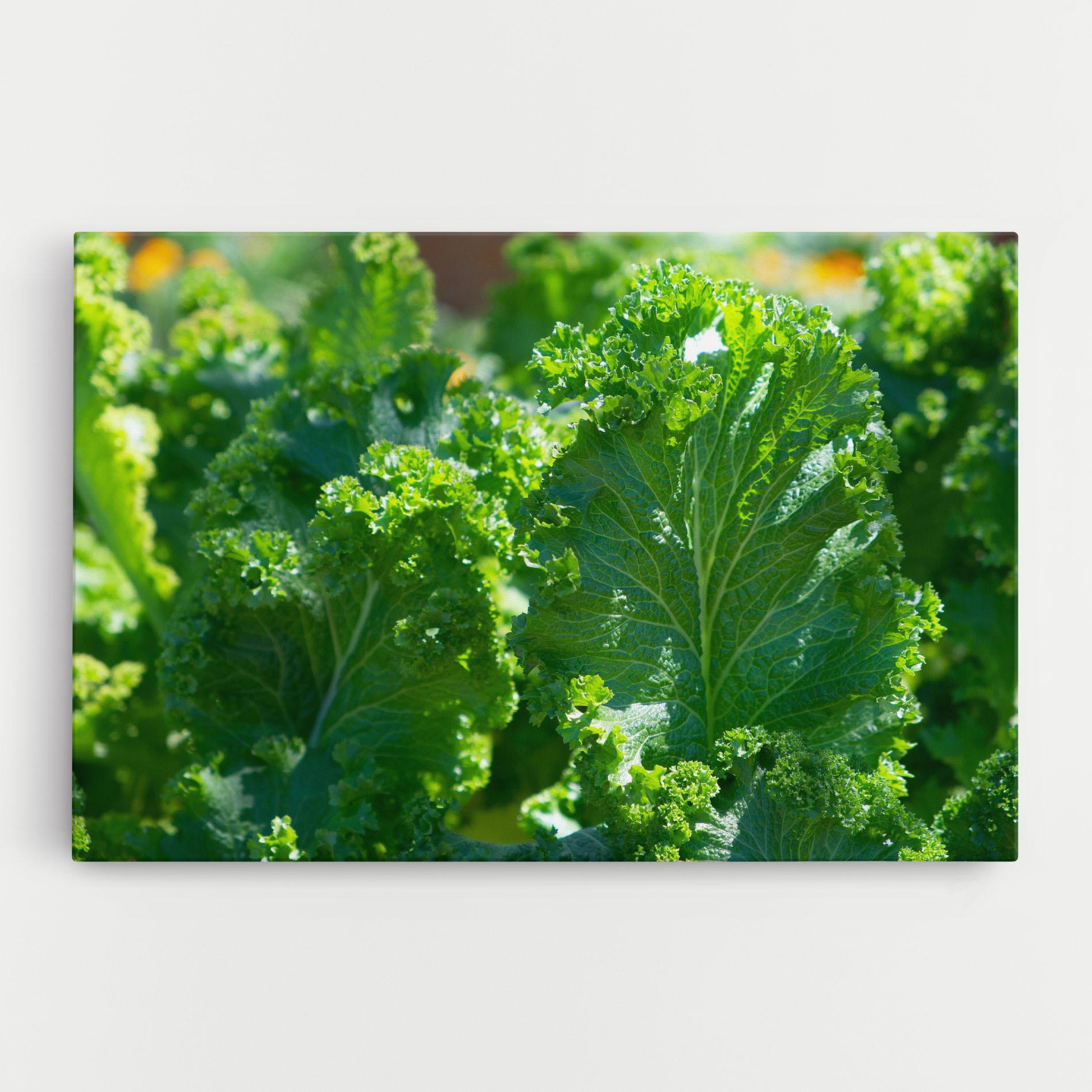 Tablou Canvas Lettuce View mockup 0