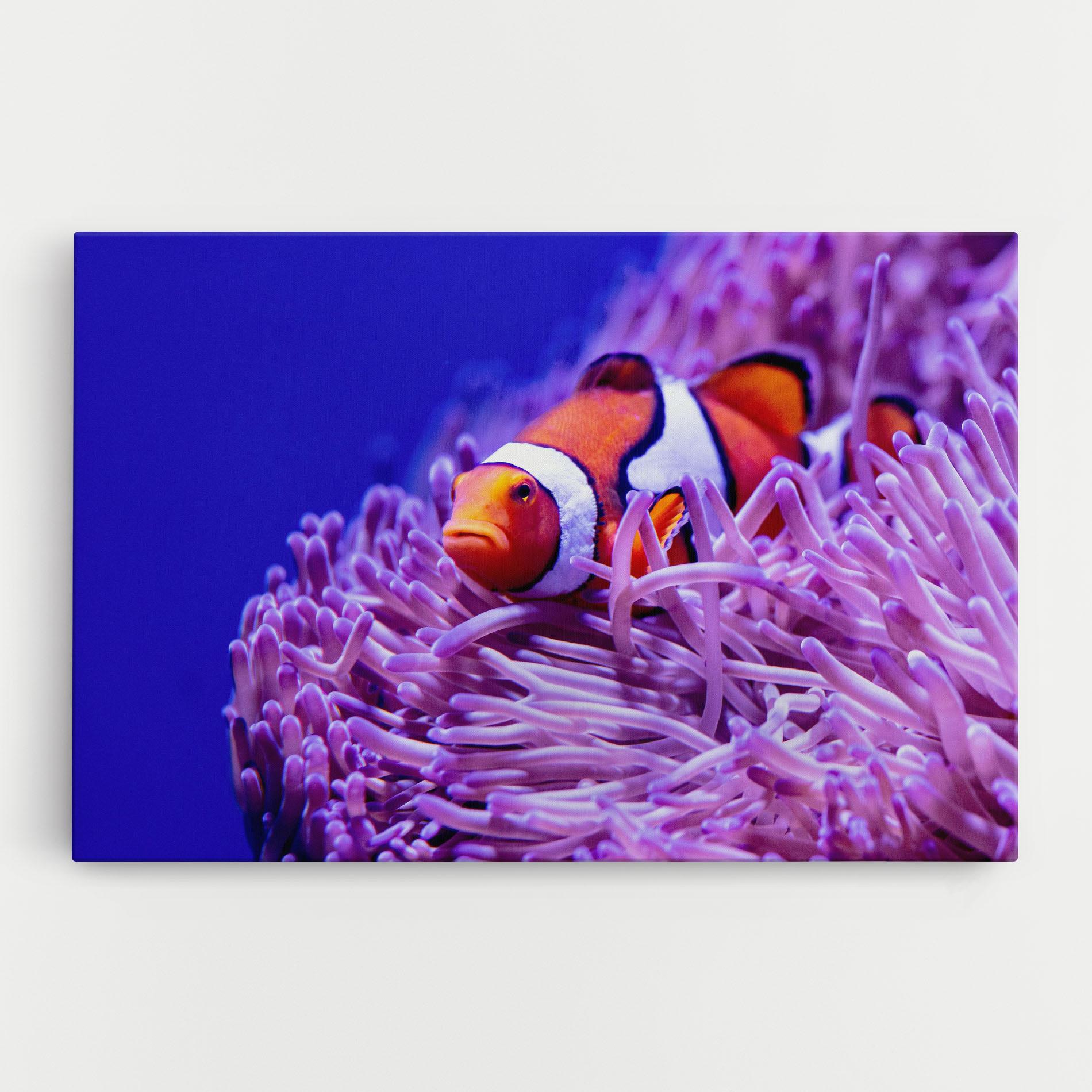 Tablou Canvas Angry Nemo mockup 0