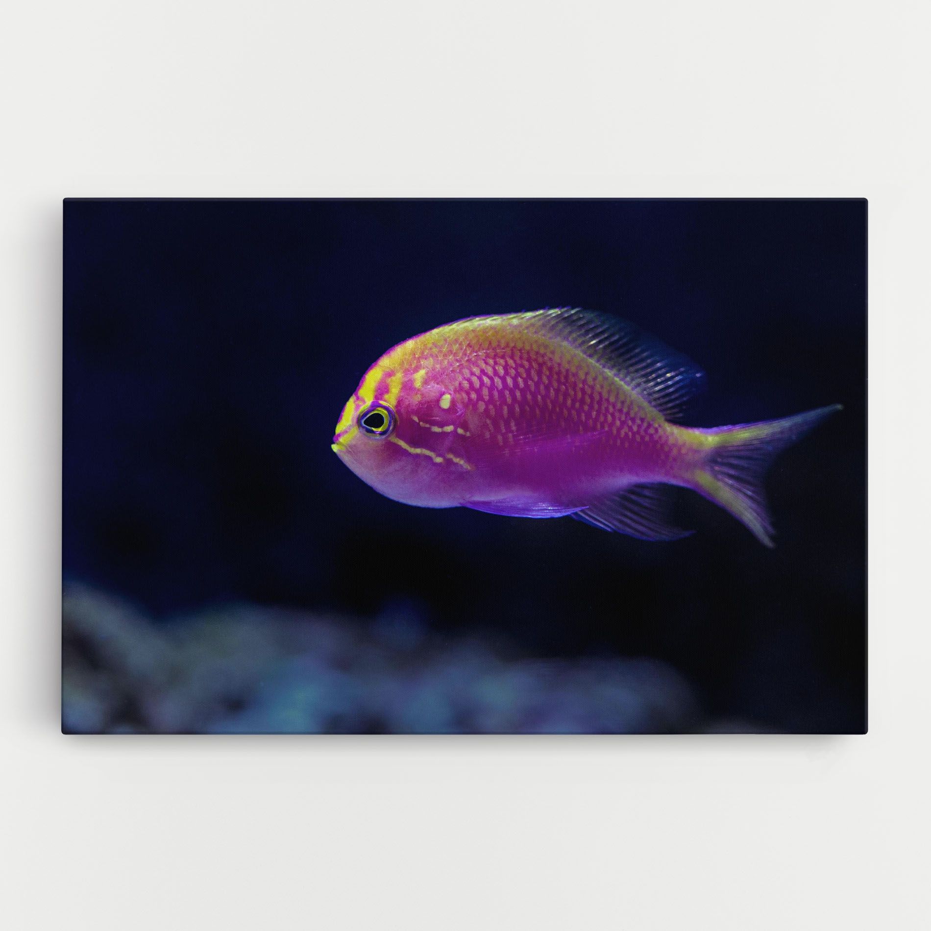 Angry Pink Fish mockup 0