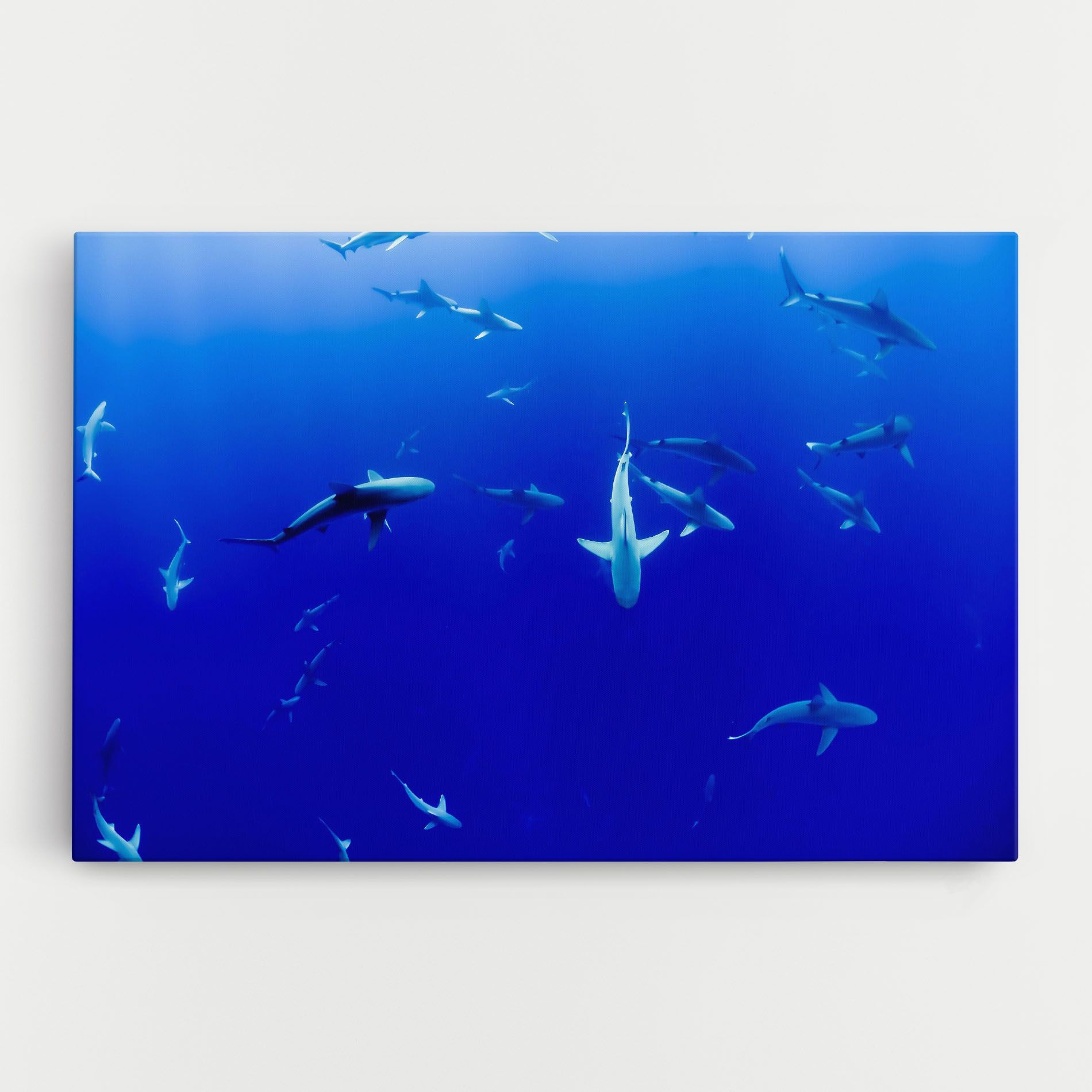 Baby Sharks mockup 0