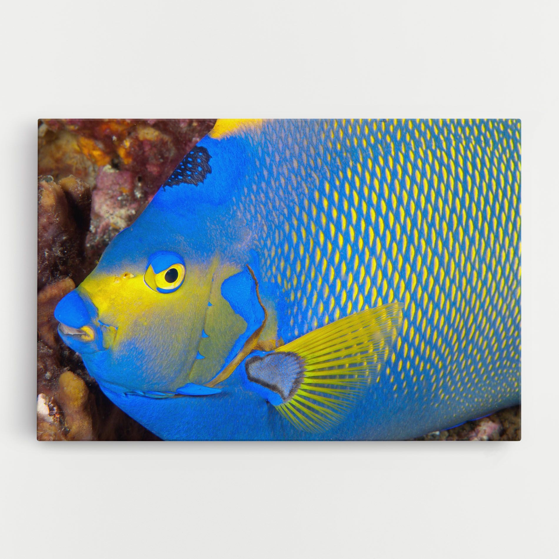 Blue Yellow Fish mockup 0