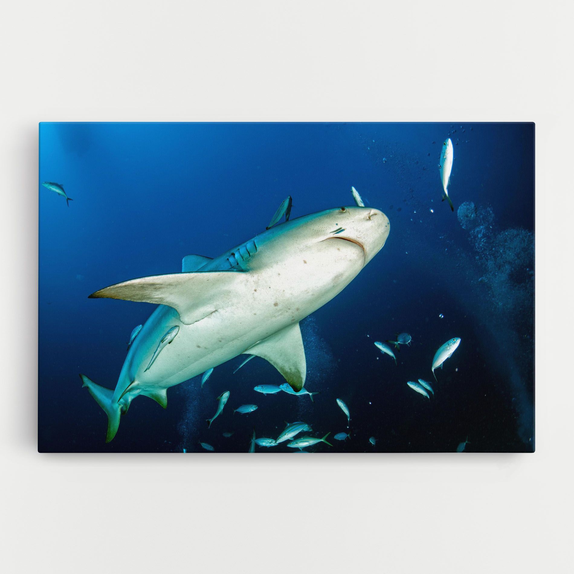 Bull Shark mockup 0