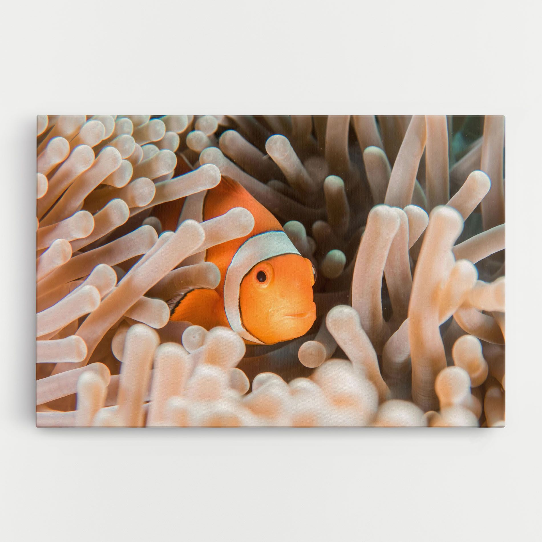 Cute Nemo mockup 0