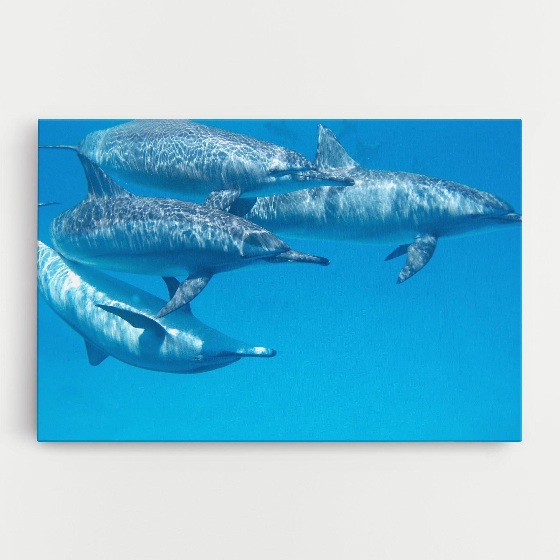 Tablou Canvas Family Of Dolphins mockup 0