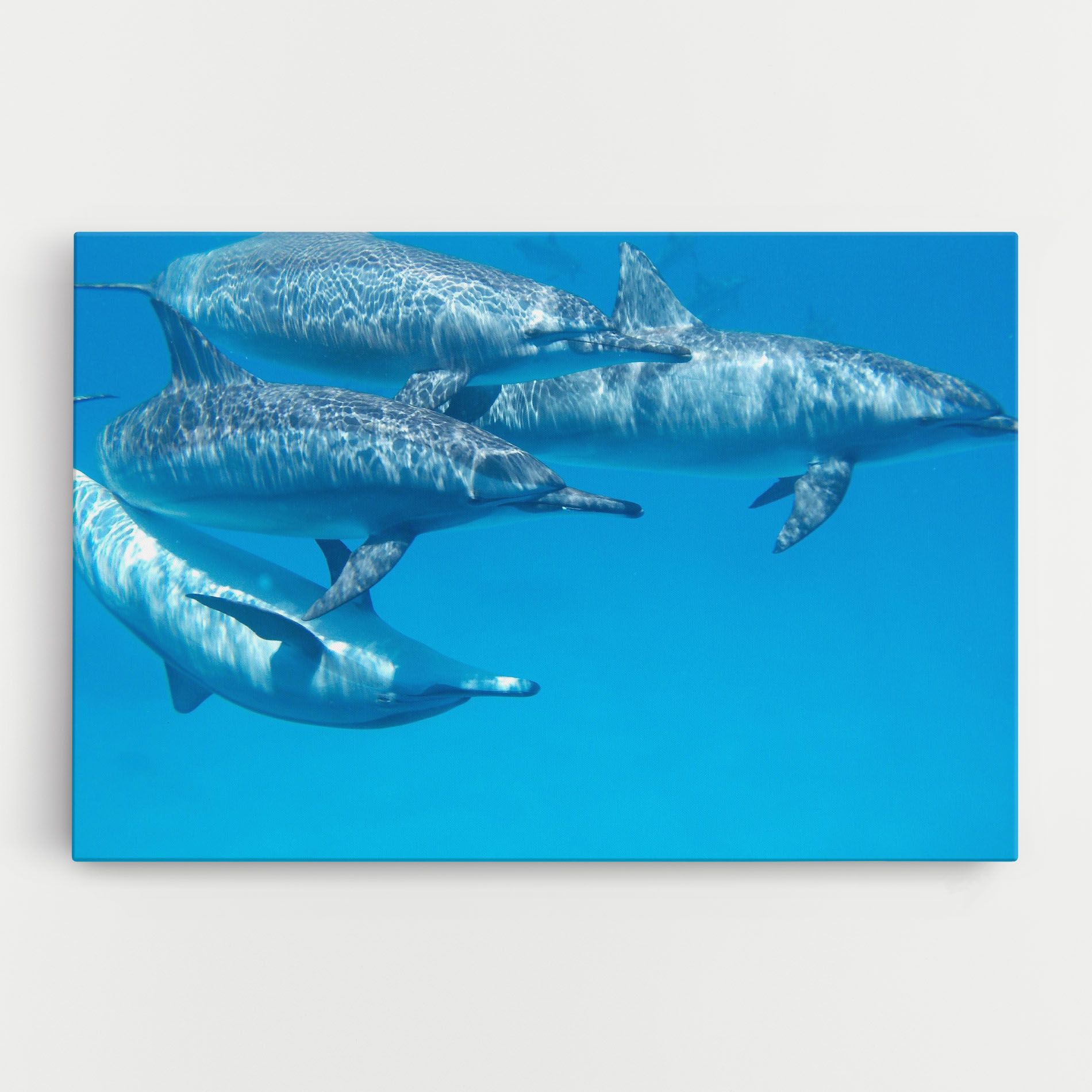 Family Of Dolphins mockup 0