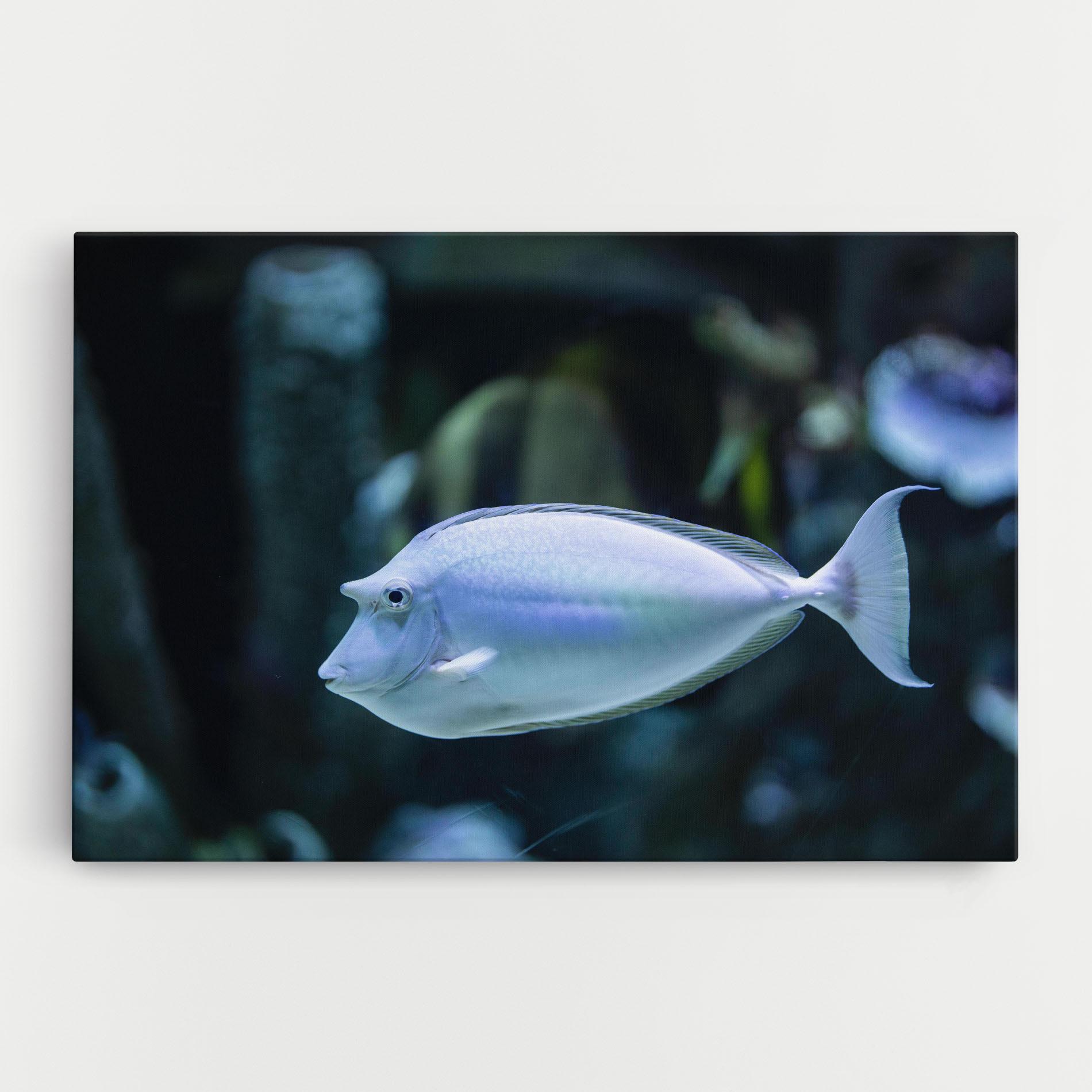 Tablou Canvas Funny Face Fish mockup 0