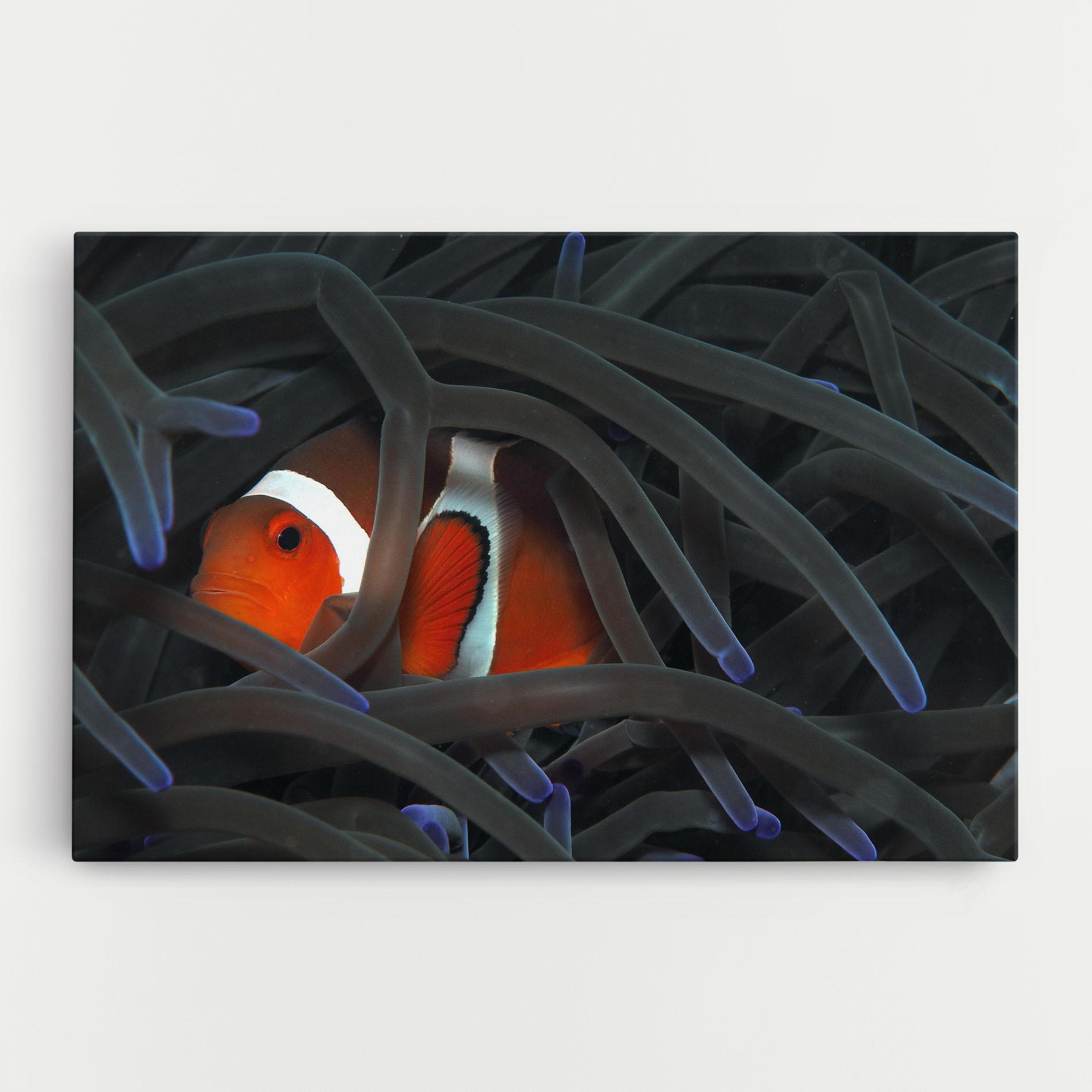 Tablou Canvas Nemo Hiding mockup 0