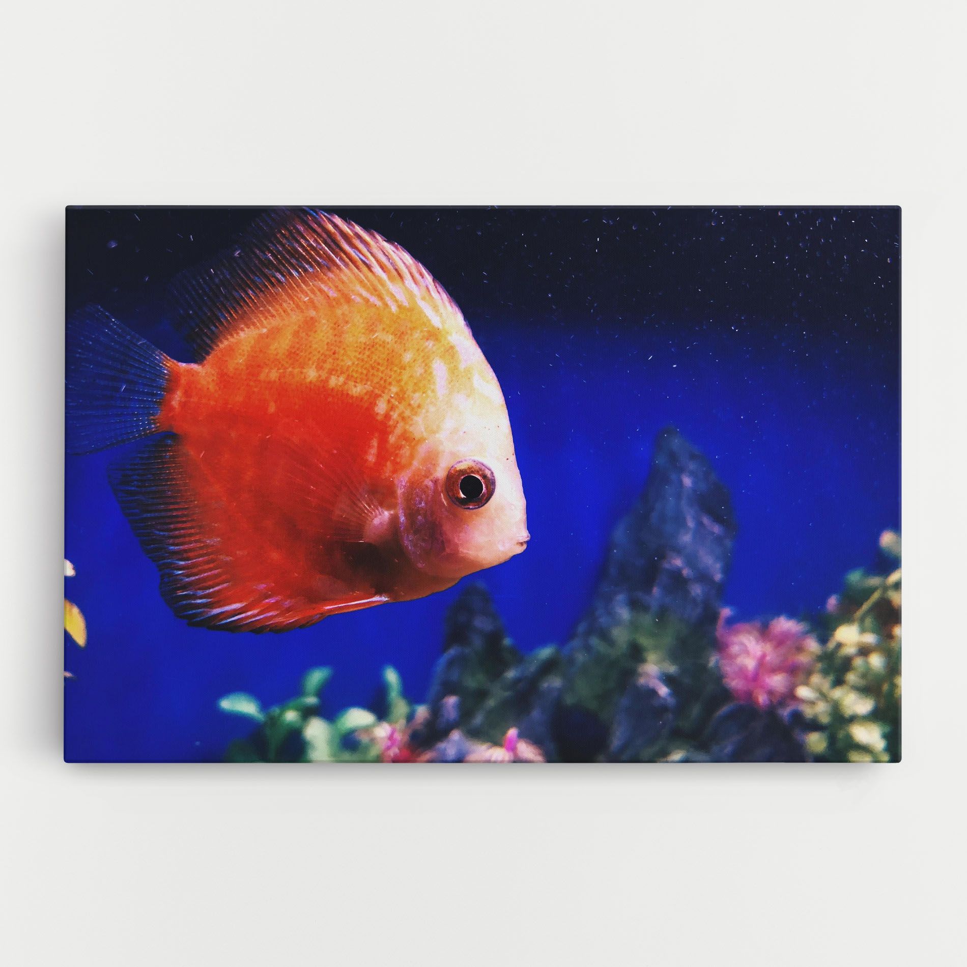 Pretty Orange Fish mockup 0