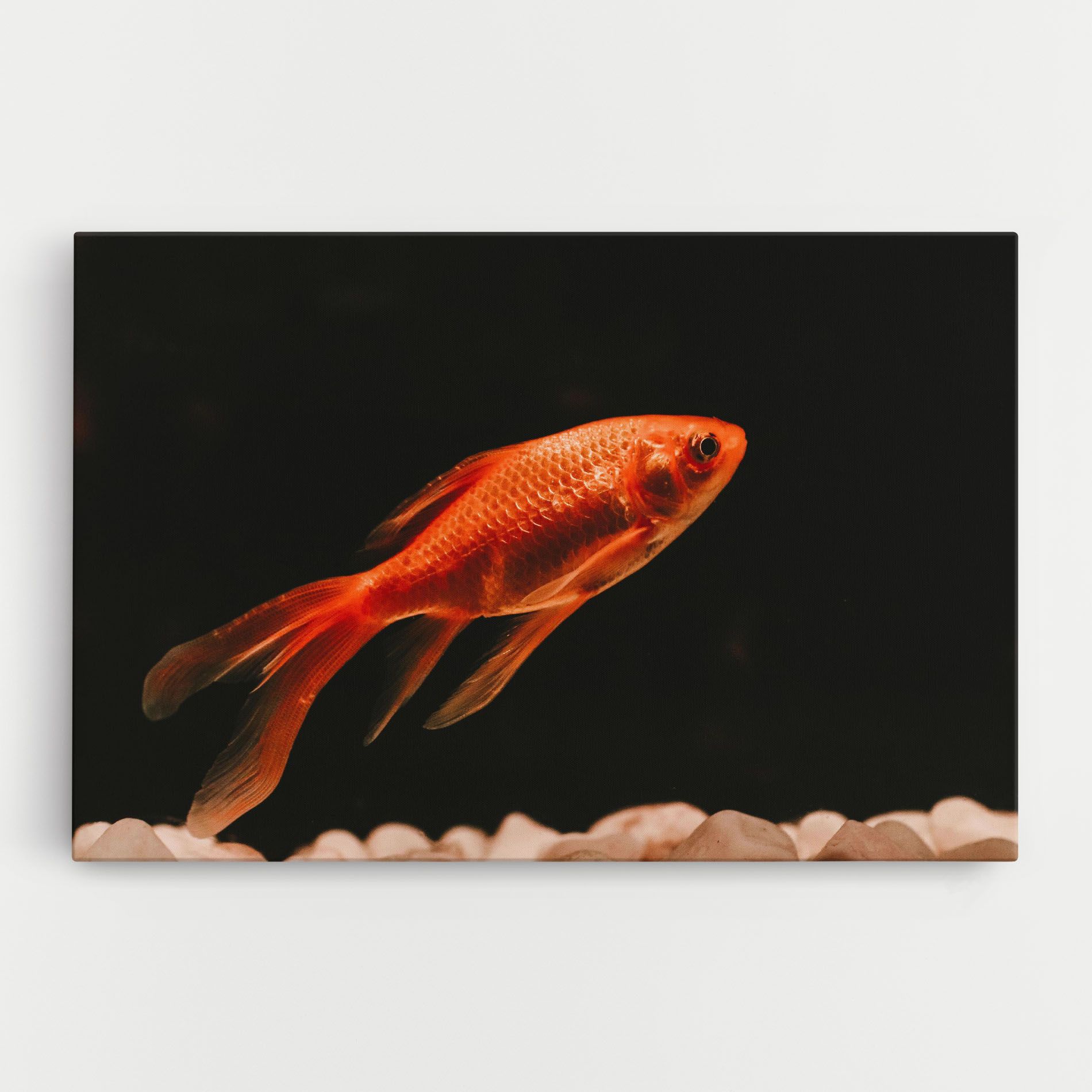 Small Orange Fish mockup 0