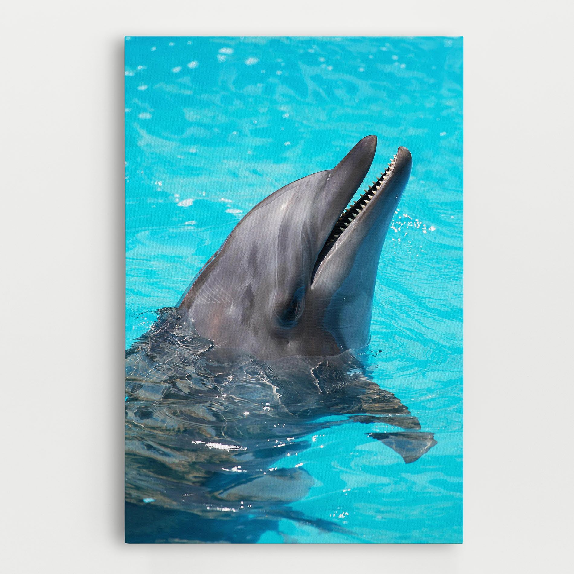 Trained Dolphin mockup 0