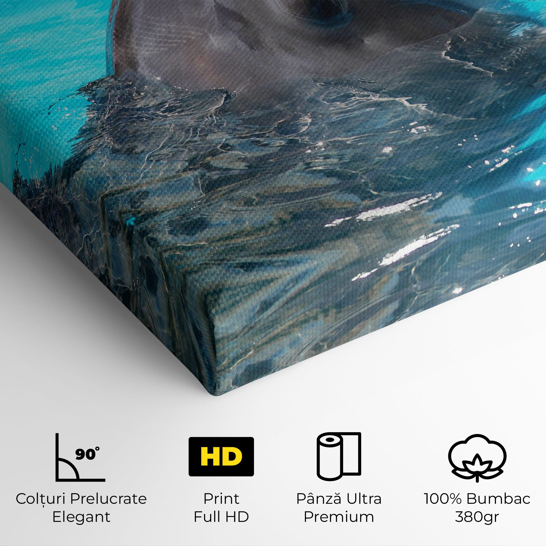 Trained Dolphin mockup 4
