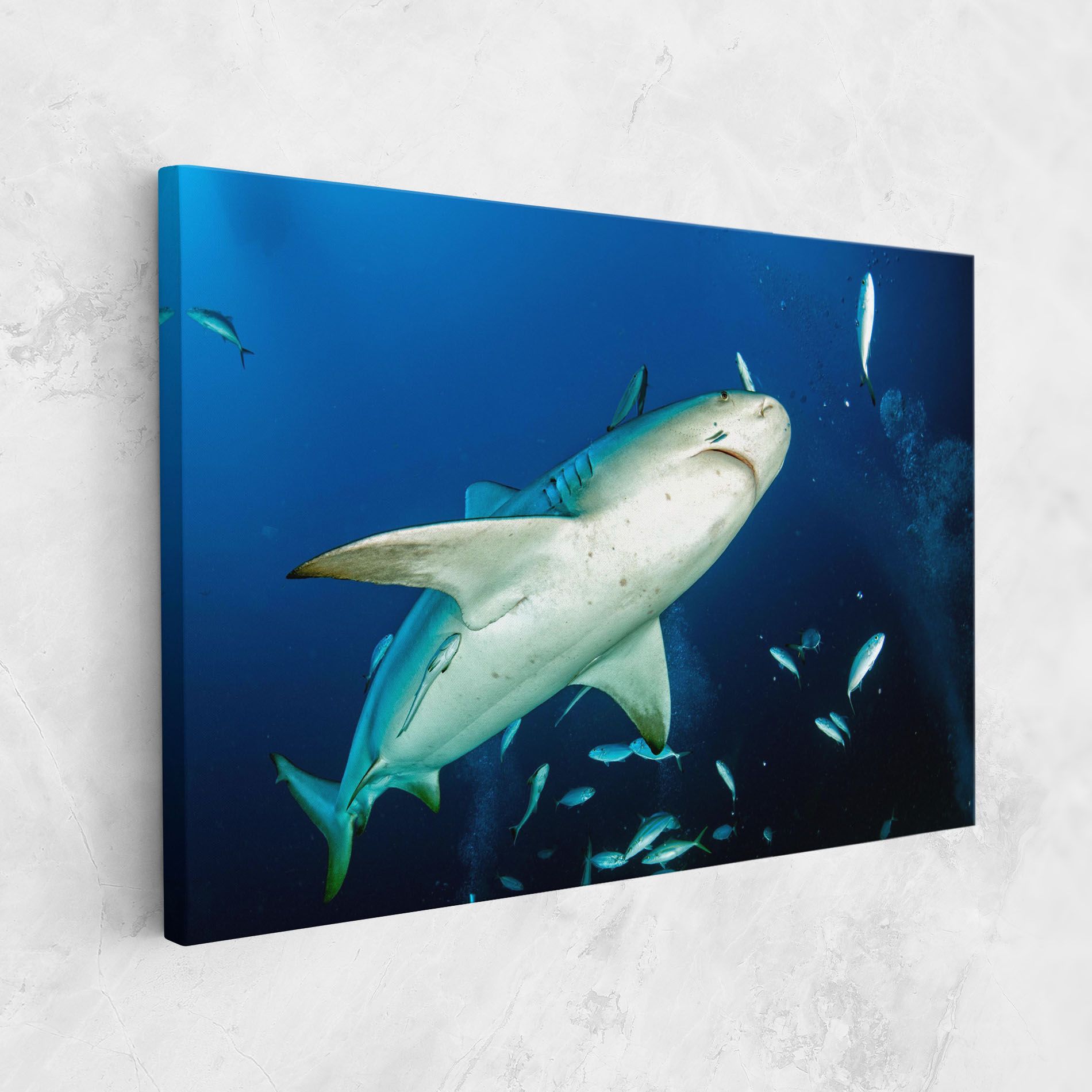 Bull Shark mockup 1