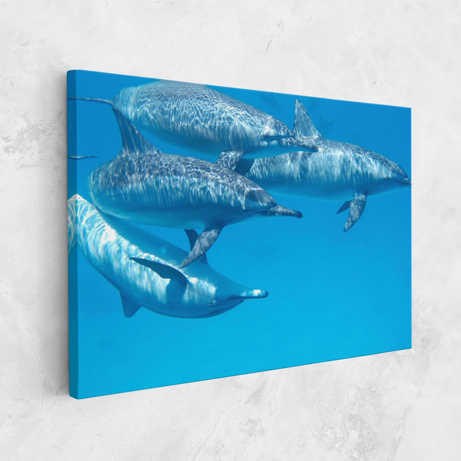 Family Of Dolphins mockup 1