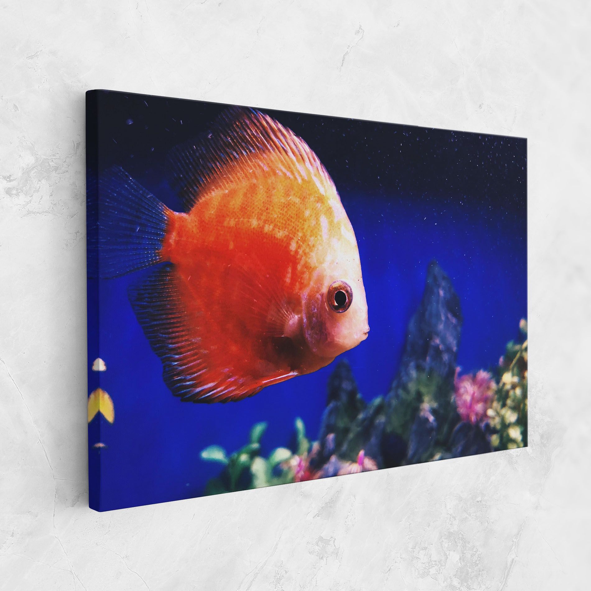Pretty Orange Fish mockup 1