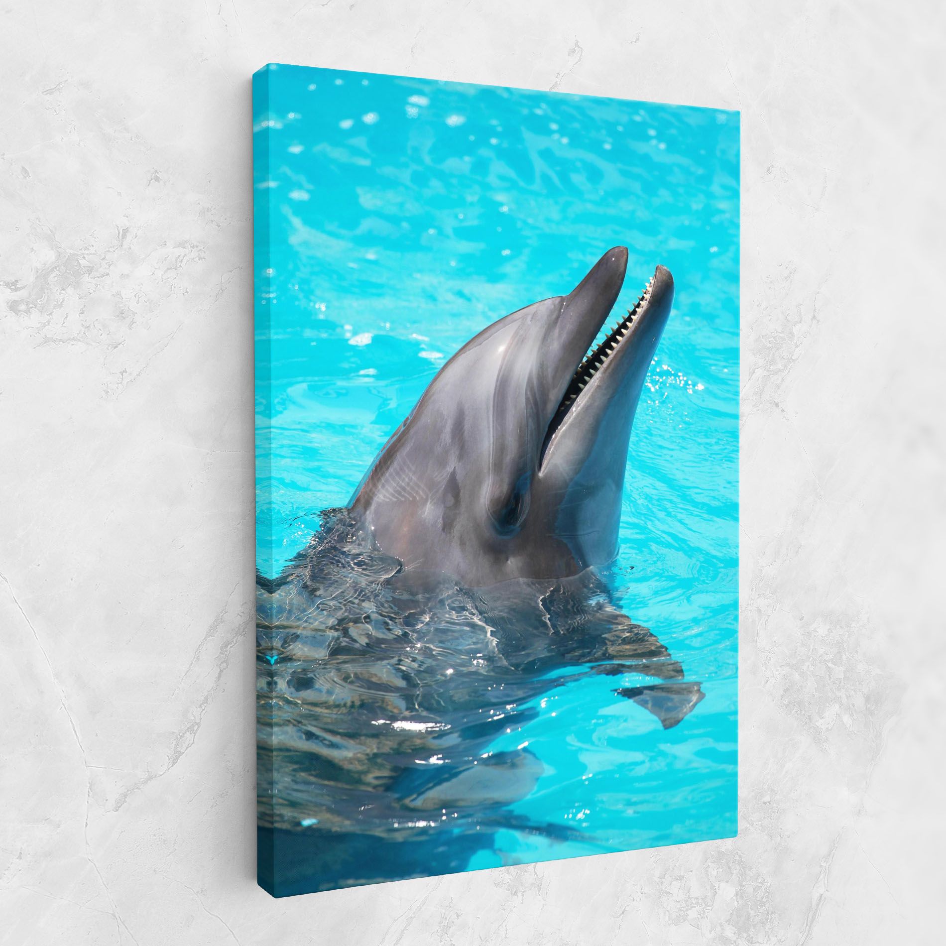 Trained Dolphin mockup 1