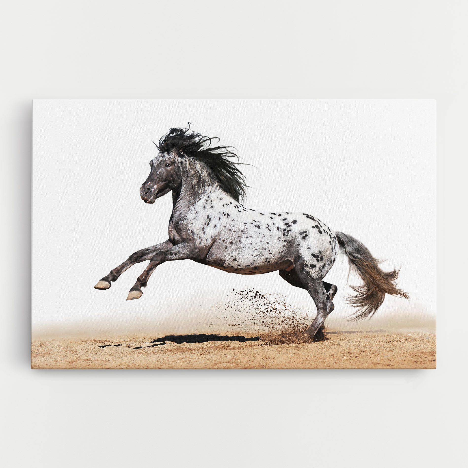 Appaloosa Horse Running mockup 0