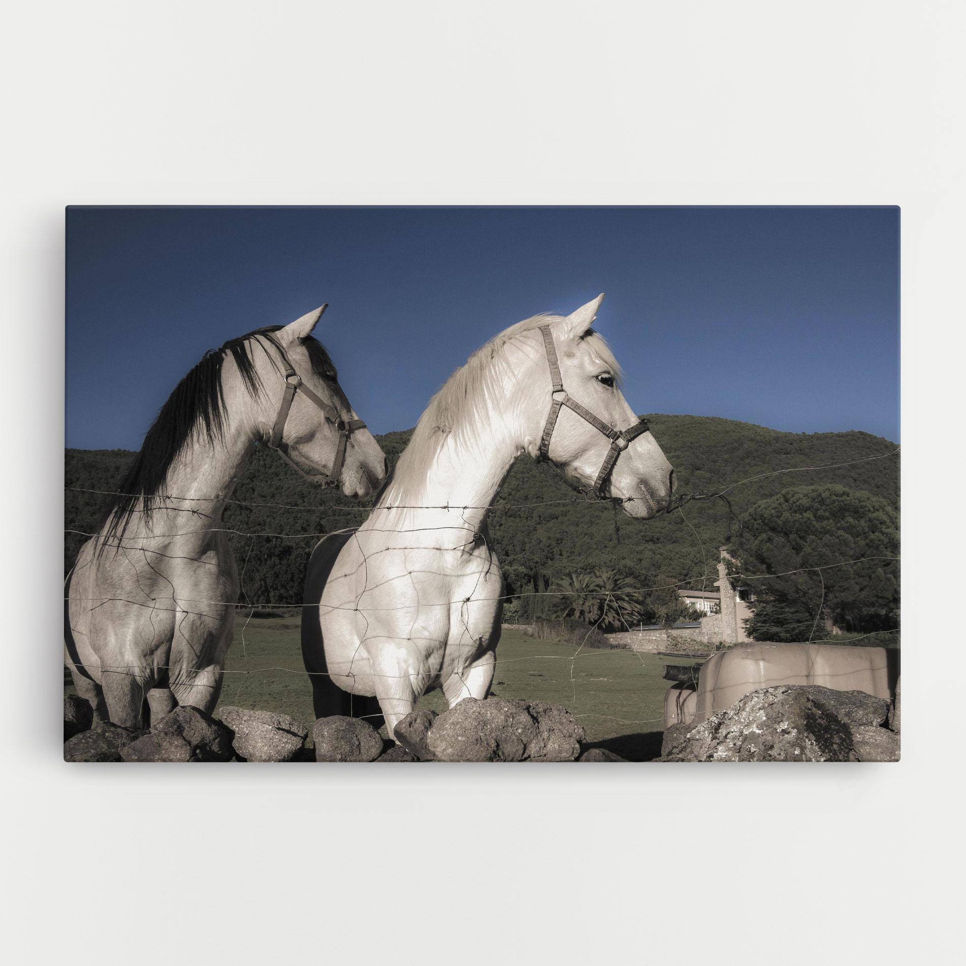 Tablou Canvas White Grey Horse mockup 0