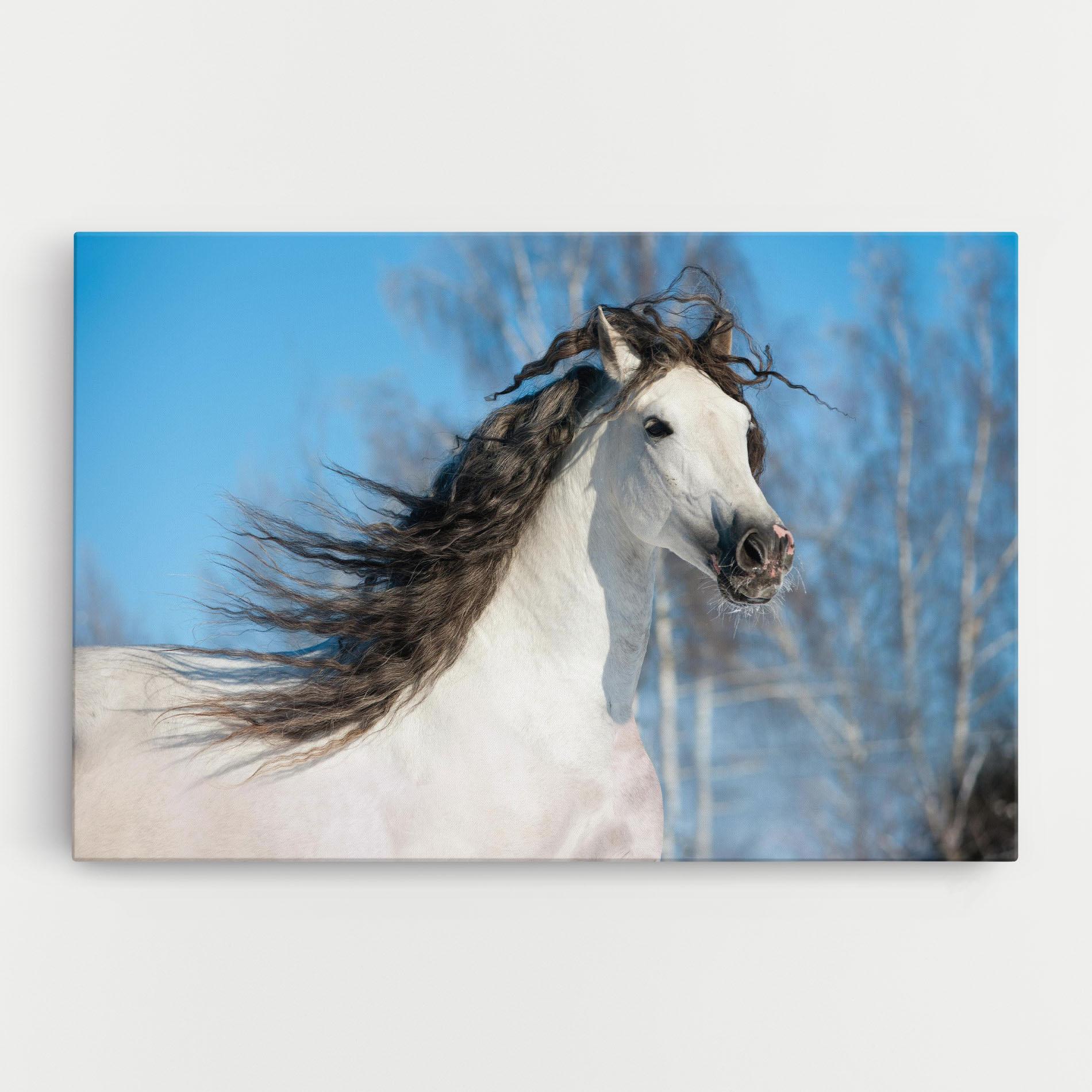 Tablou Canvas Wild Black Hair Horse mockup 0