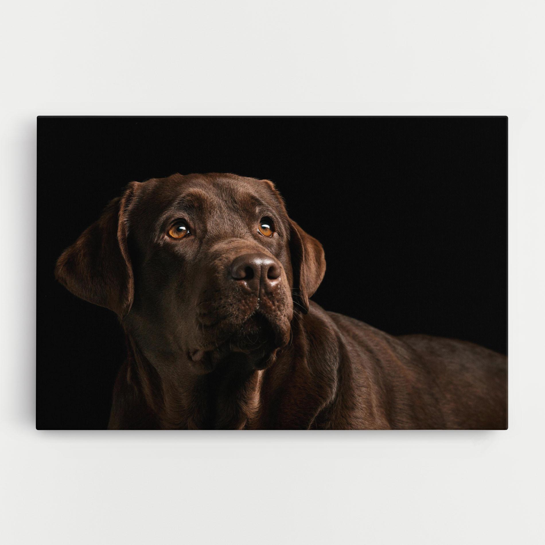 Tablou Canvas Brown Labrador mockup 0