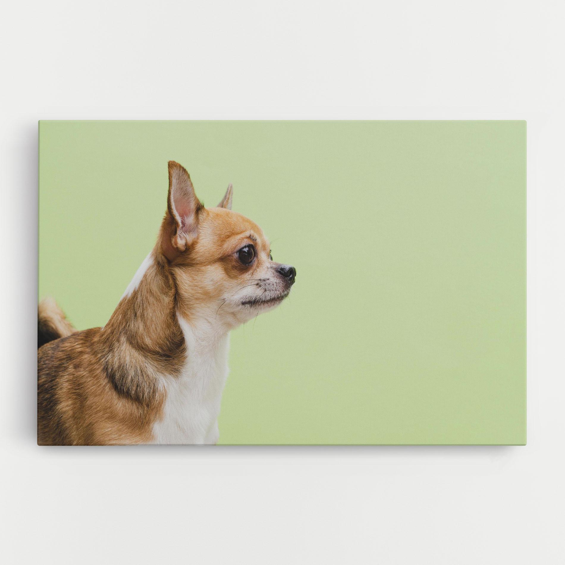 Tablou Canvas Chihuahua Dog mockup 0