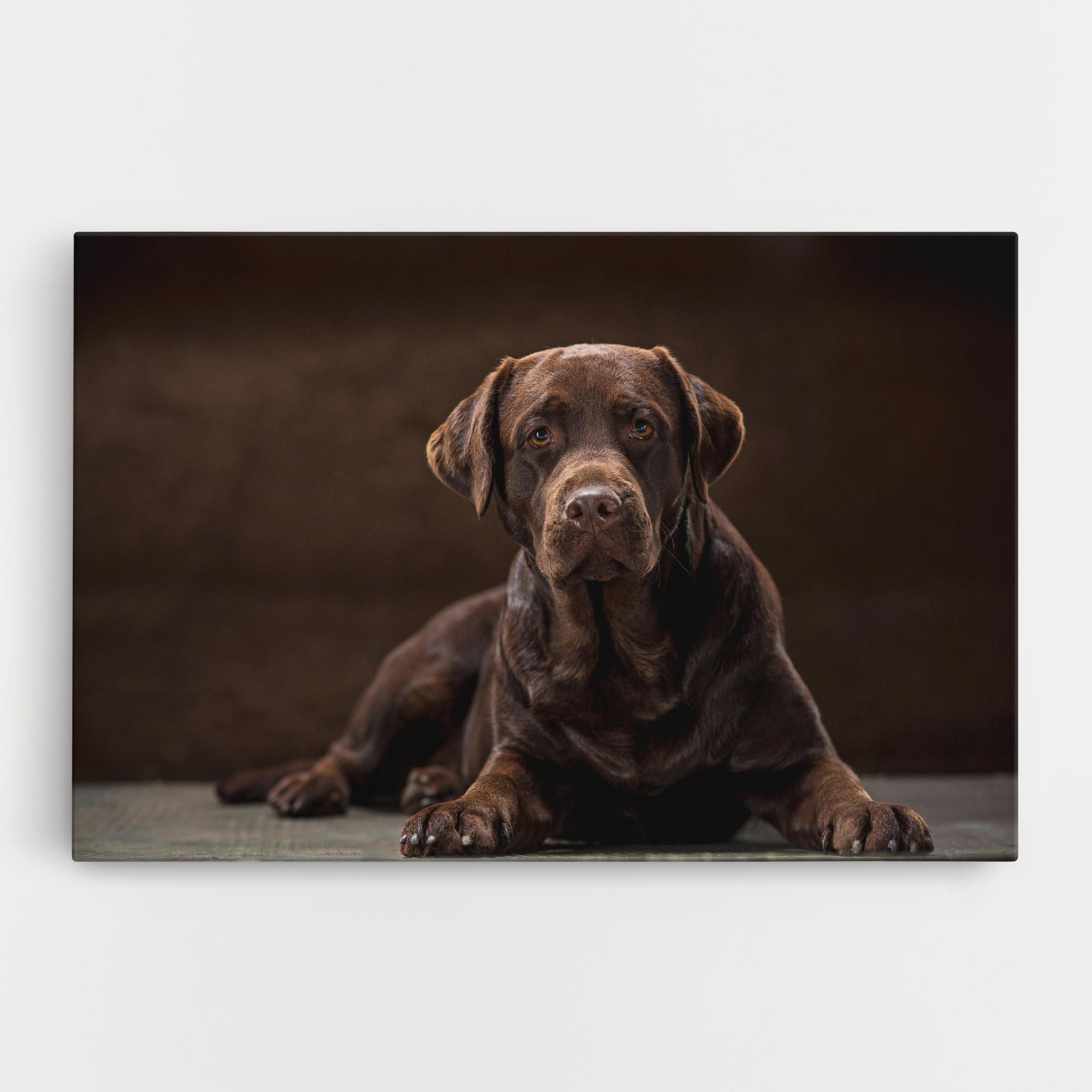Cute  Brown Labrador mockup 0